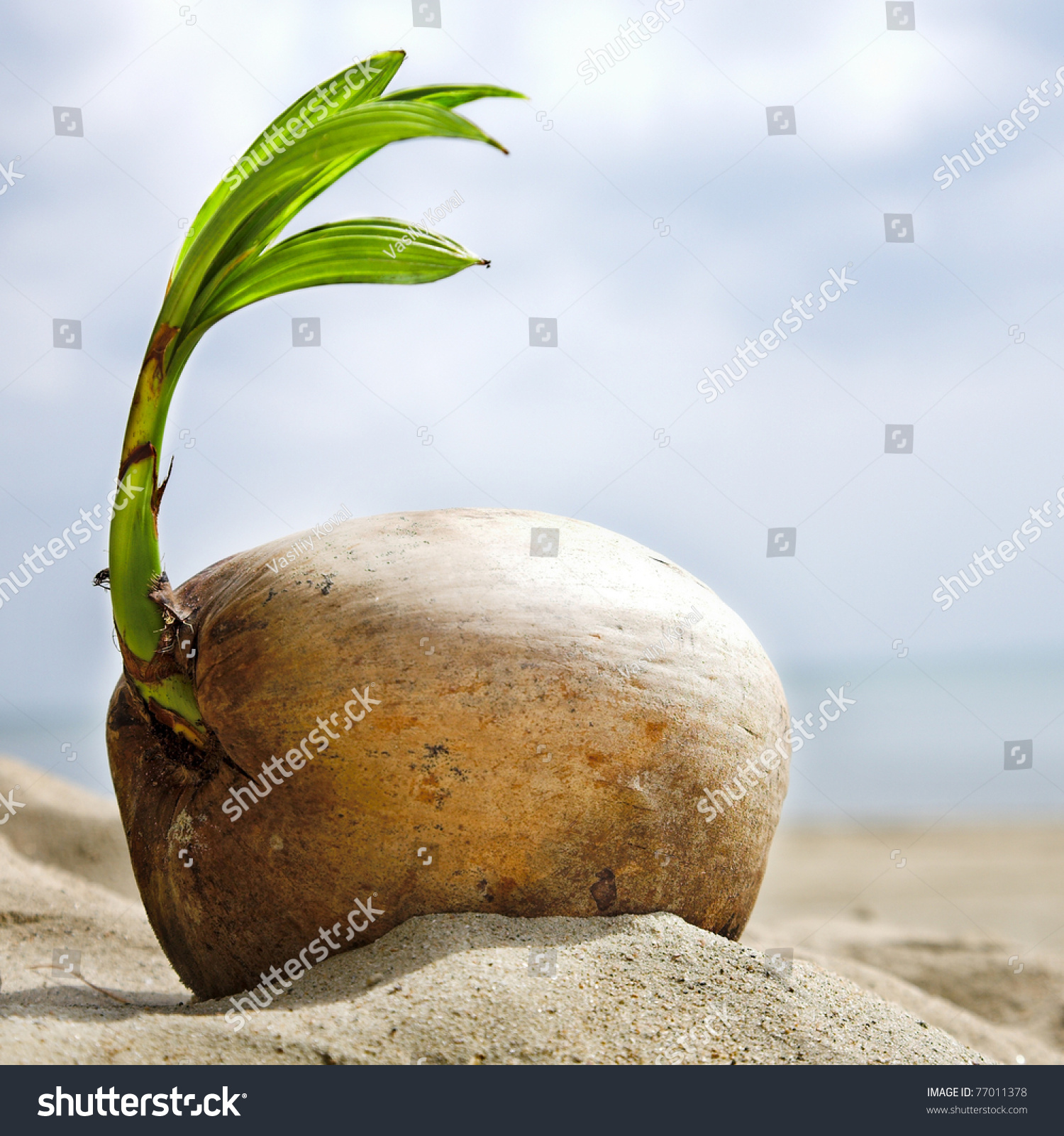 Coconut Sprout On Tropical Sea Beach Stock Photo 77011378 - Shutterstock
