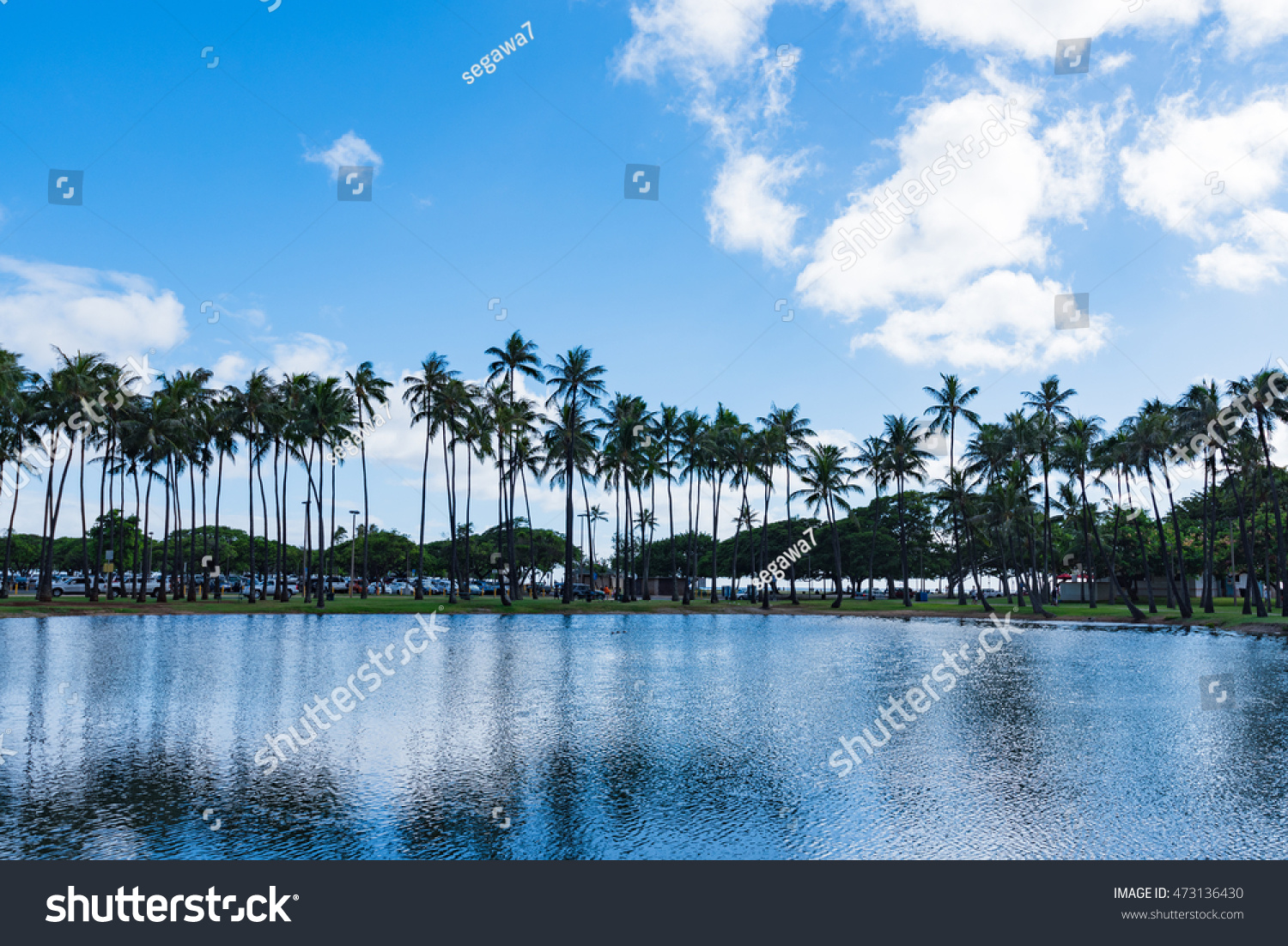 Coconut Tree Ala Moana Beach Park Stock Photo 473136430 Shutterstock