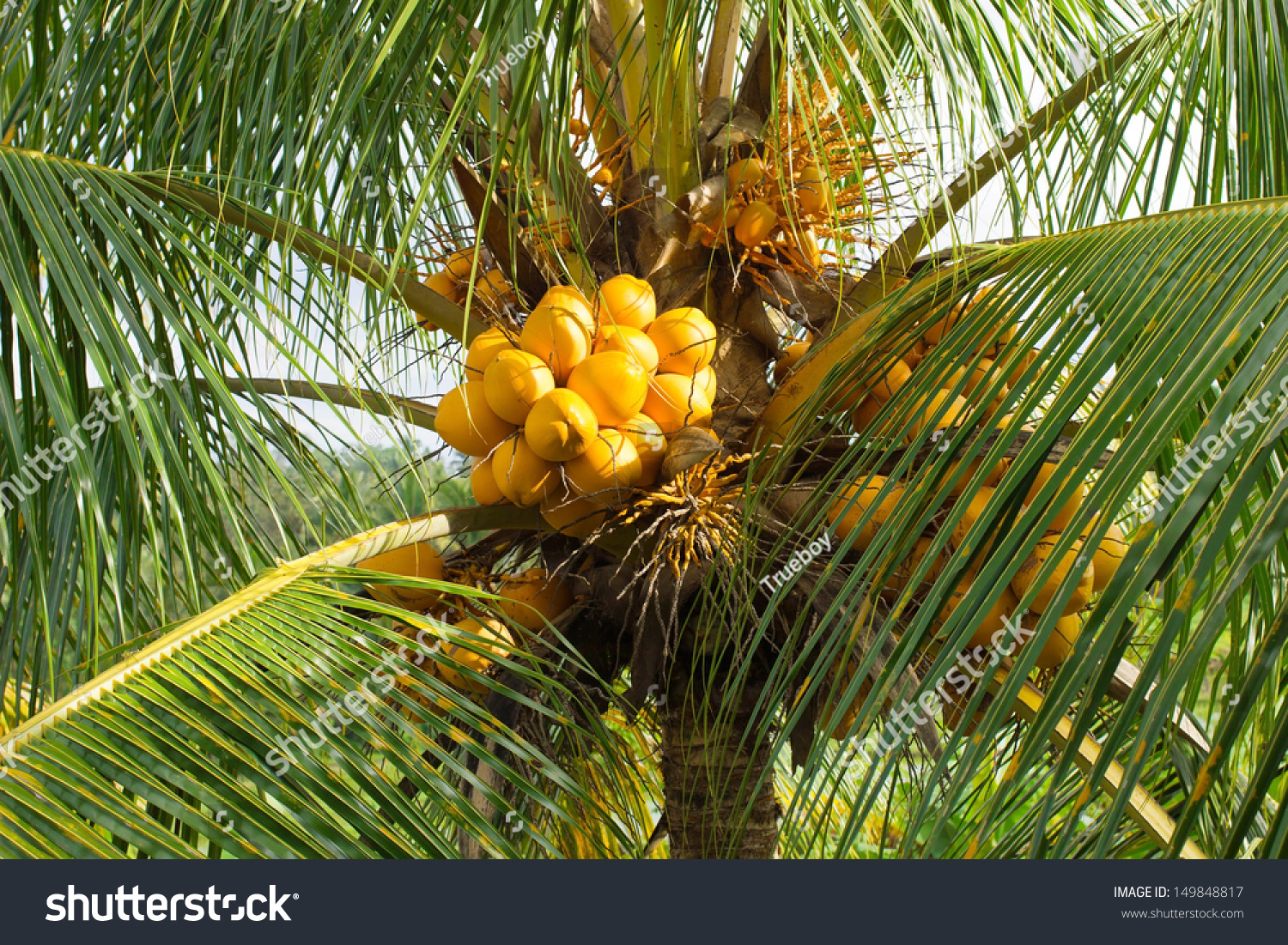 18 233 Coconut Tree Indonesia Images Stock Photos Vectors Shutterstock Stock Photo Coconut Tree By Orange Colour Local Fruit At Bali Indonesia 149848817