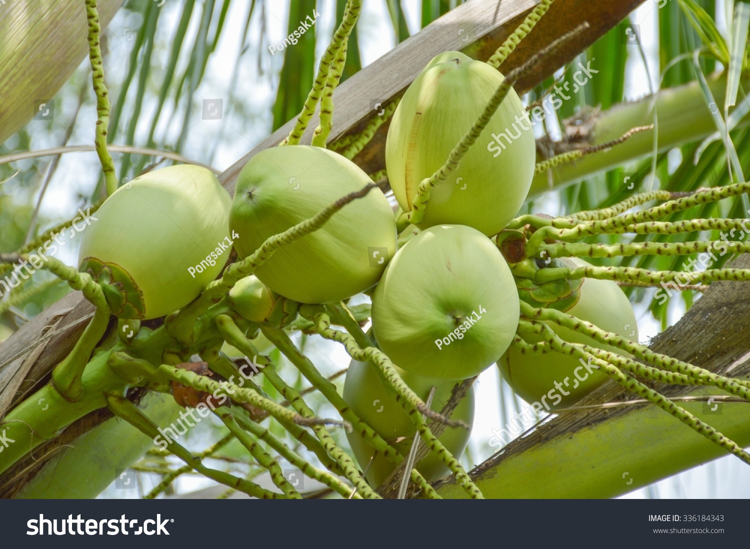 Coconut Tree Garden Cocos Nucifera Stock Photo 336184343 | Shutterstock