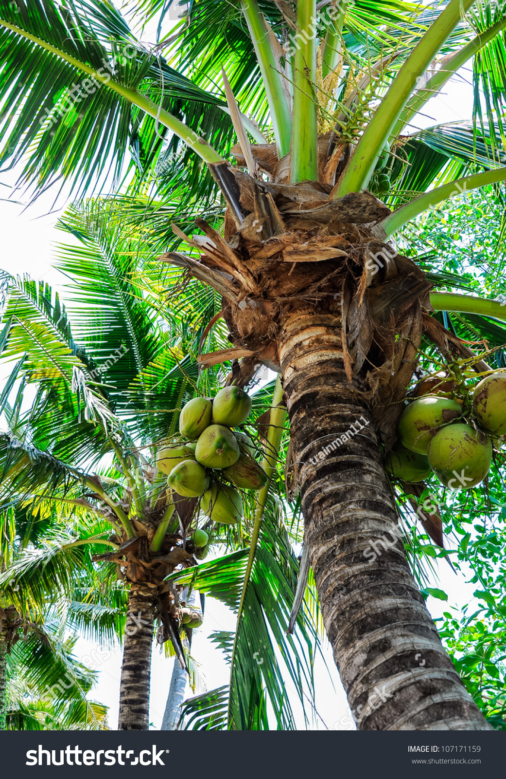 Coconut Tree Tropical Garden Near Sea Stock Photo 