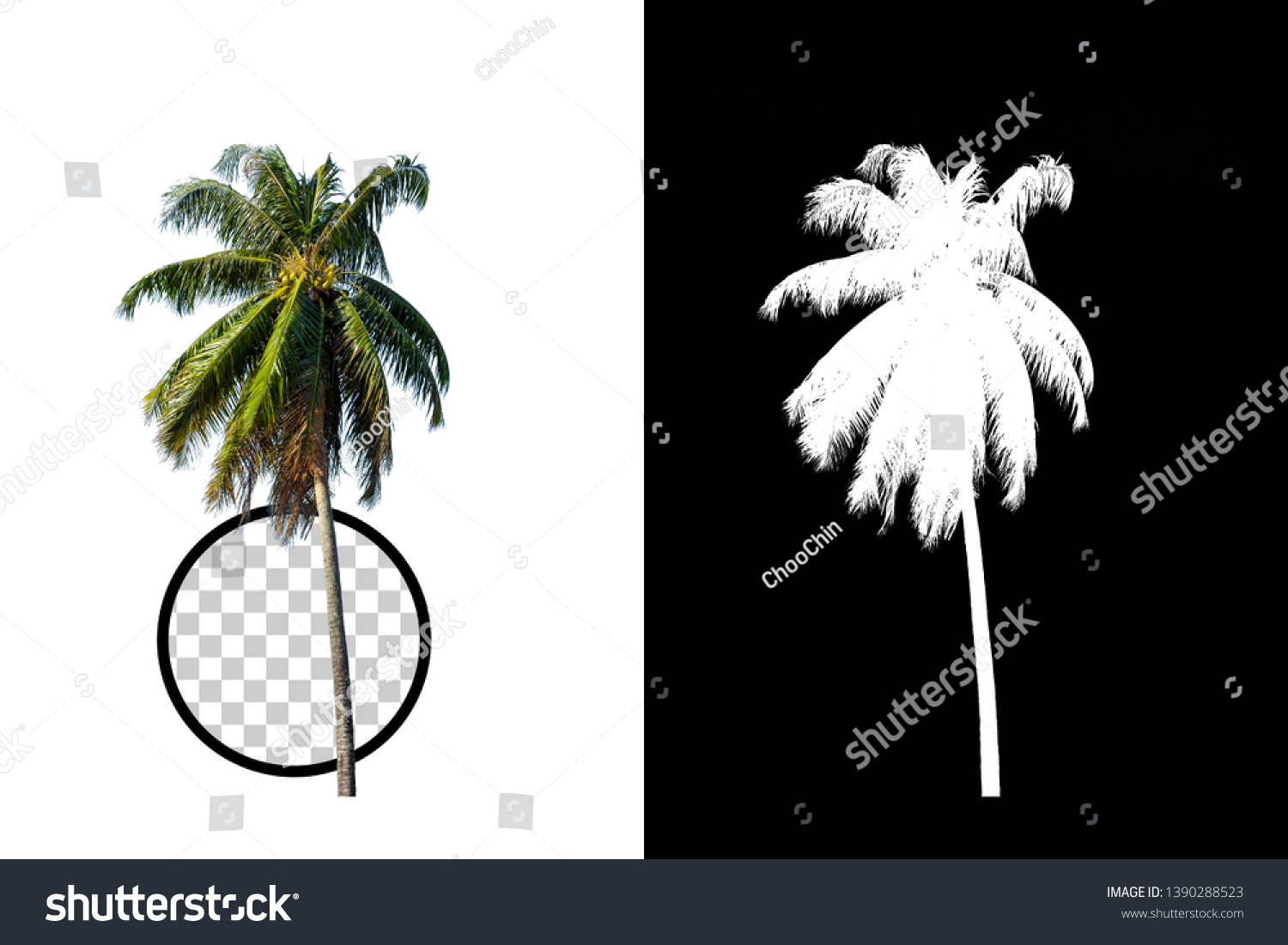 Coconut Tree On Transparent Background Clipping Stock Photo Edit