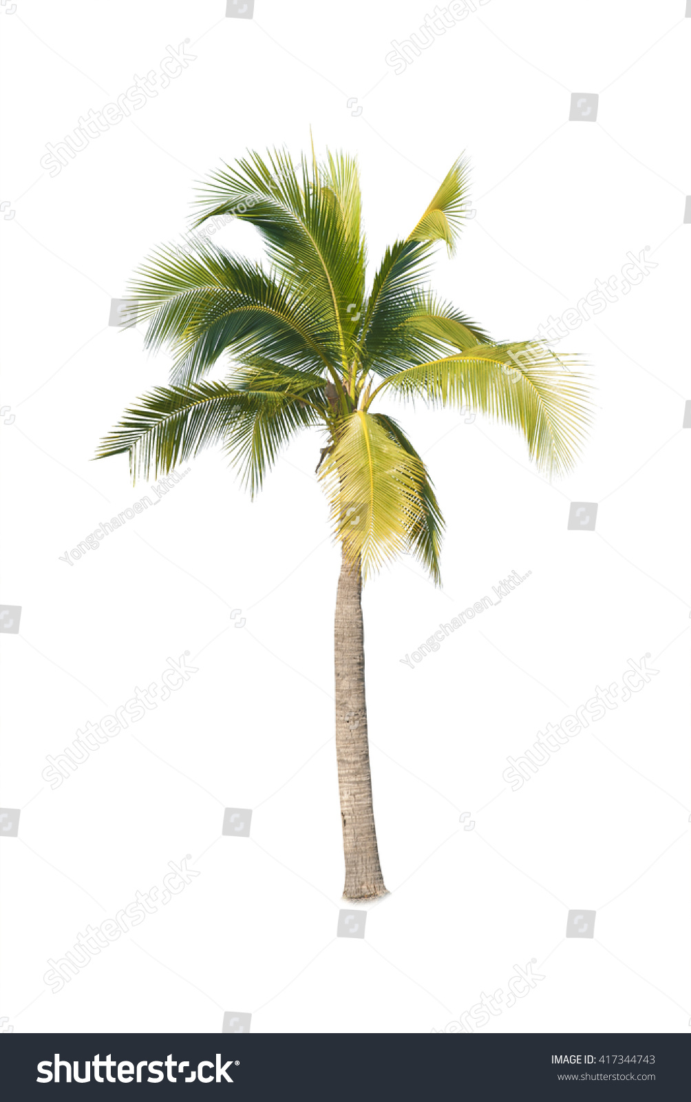 Coconut Tree On White Background Stock Photo 417344743 - Shutterstock