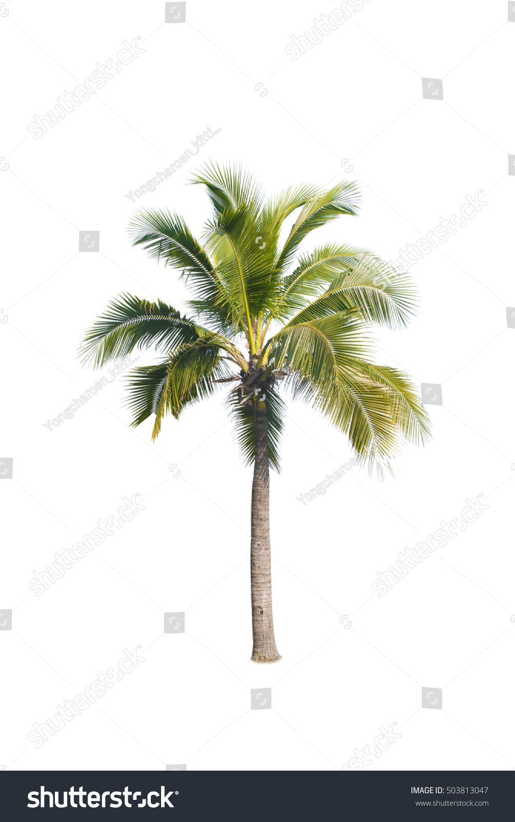 Coconut Tree On White Background Stock Photo 503813047 - Shutterstock