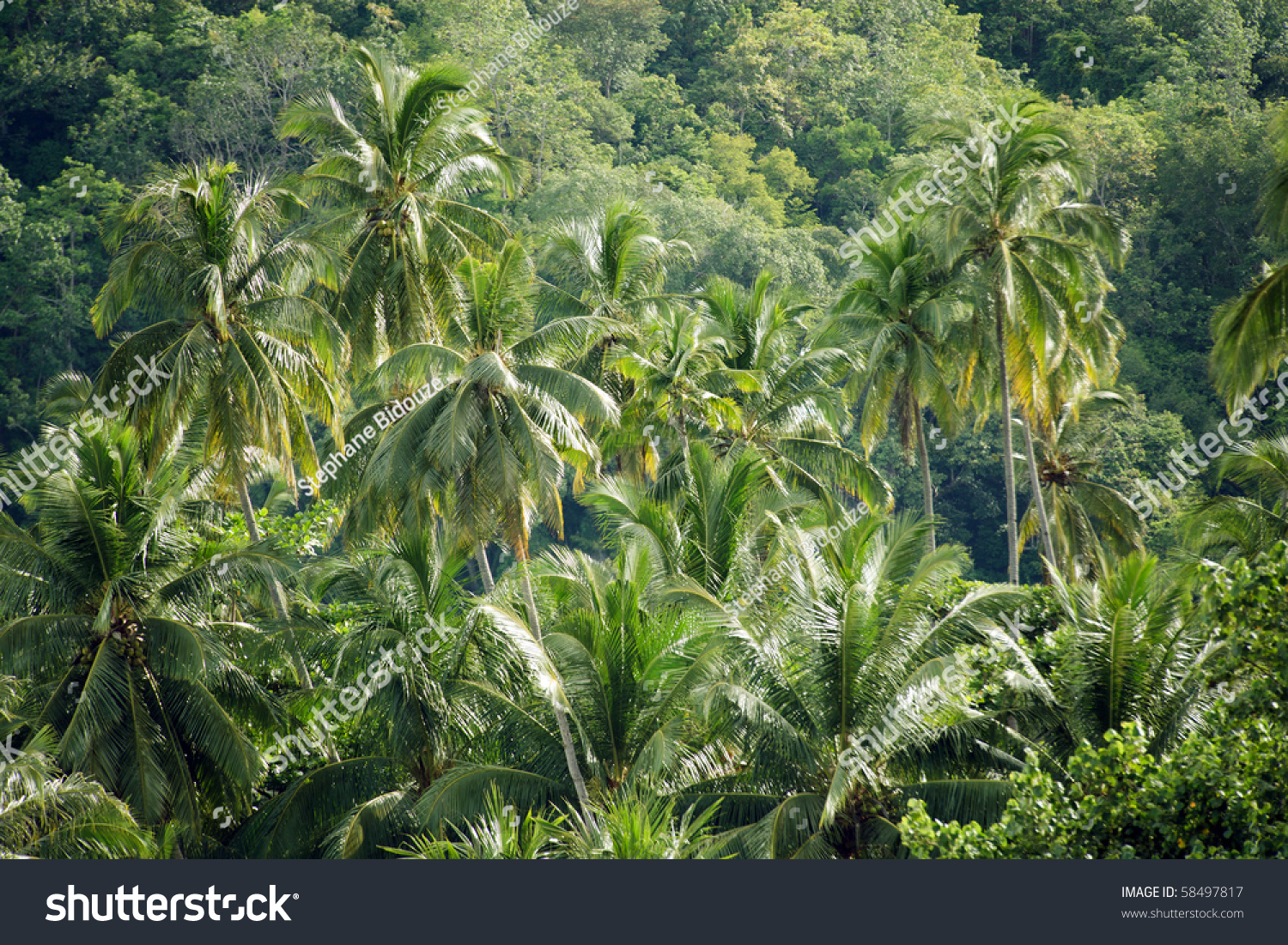 Coconut Trees In Tioman Island Rainforest, Malaysia Stock Photo ...