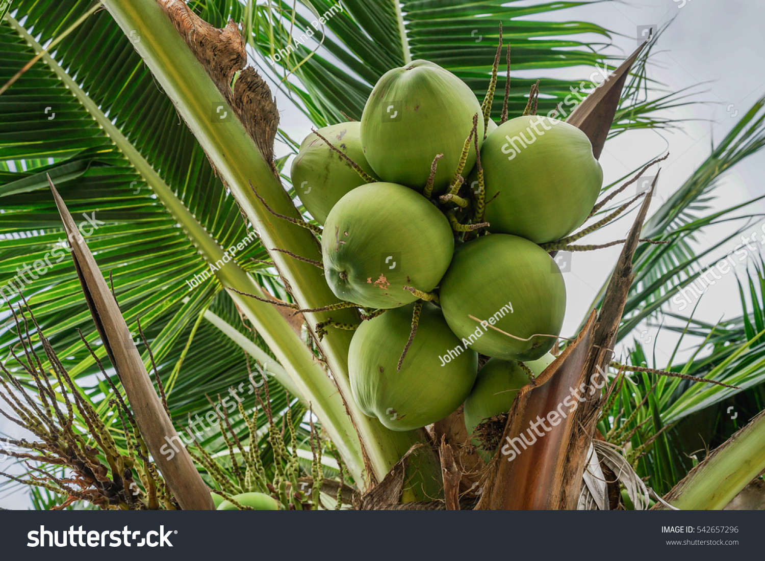 Coconuts Growing On Coconut Tree Stock Photo (Edit Now) 542657296