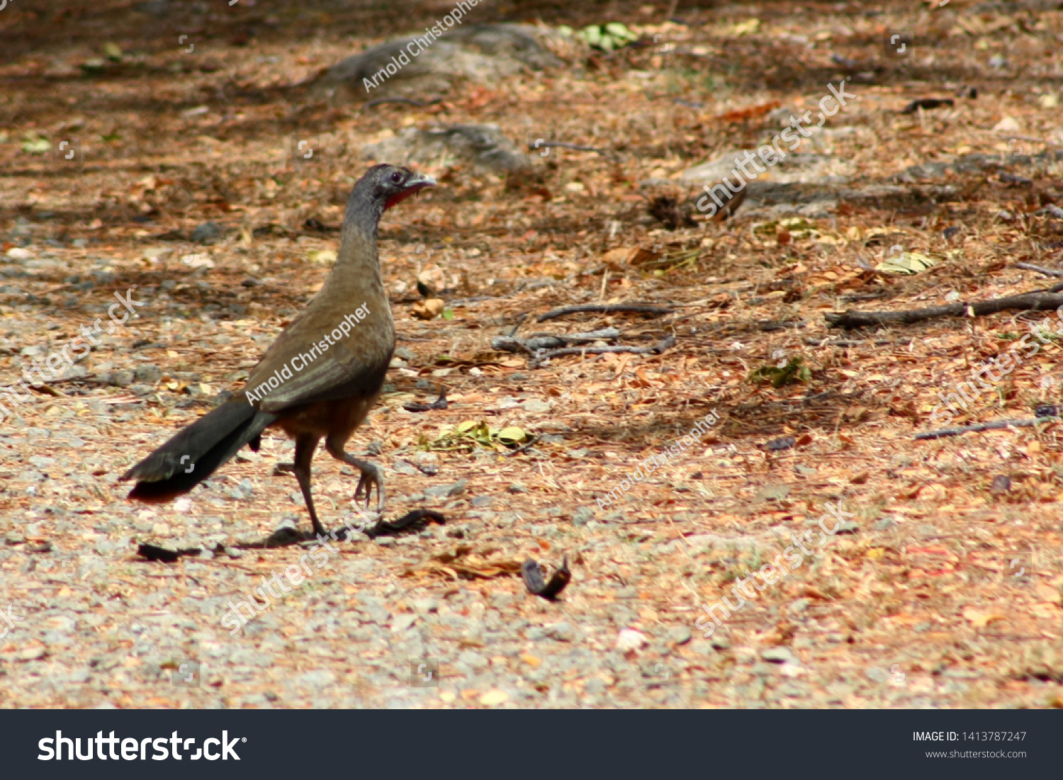 Cocrico National Bird Trinidad Tobago Foto De Stock Editar Ahora 1413787247 6037