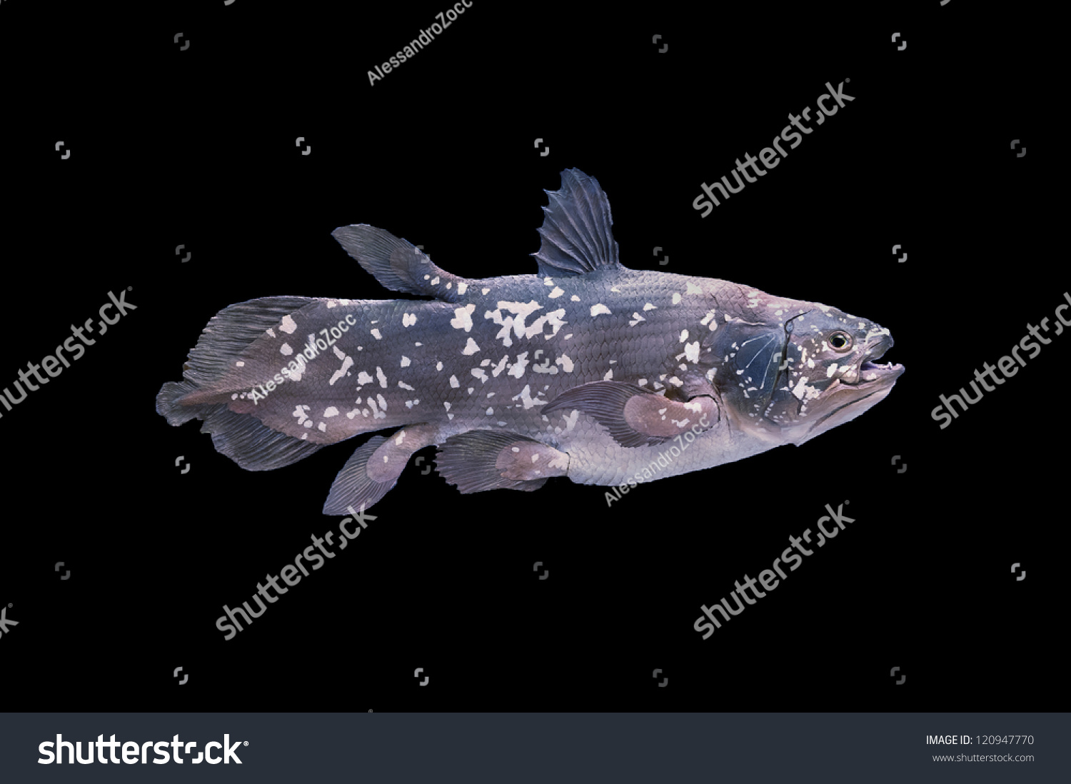 Coelacanth Is A Living Fossil Fish, Sarcopterygii (Lobe-Finned Fish And ...