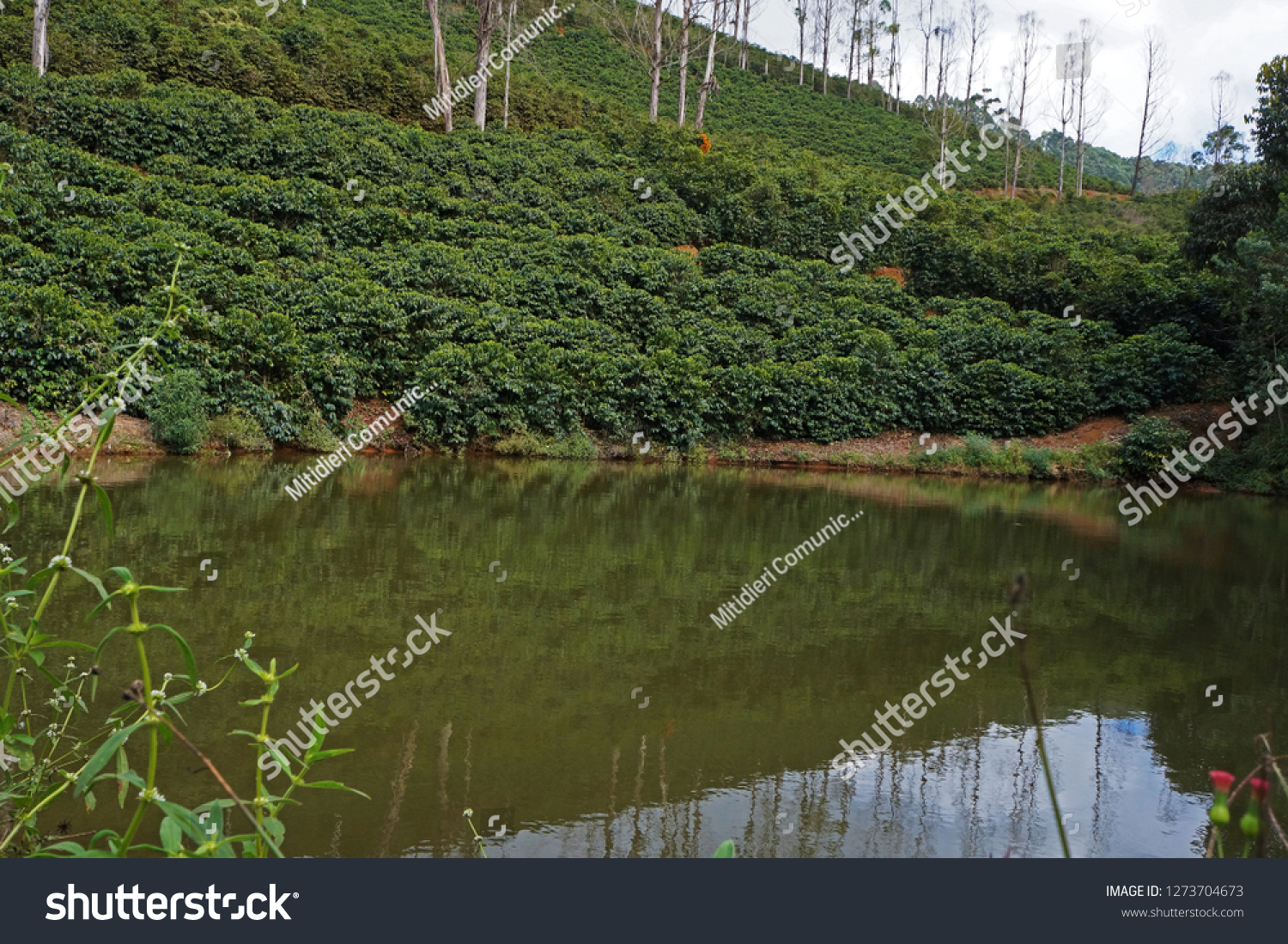 pengeoverførsel Sightseeing hav det sjovt Coffee Planted Mountains Matas De Minas Stock Photo (Edit Now) 1273704673