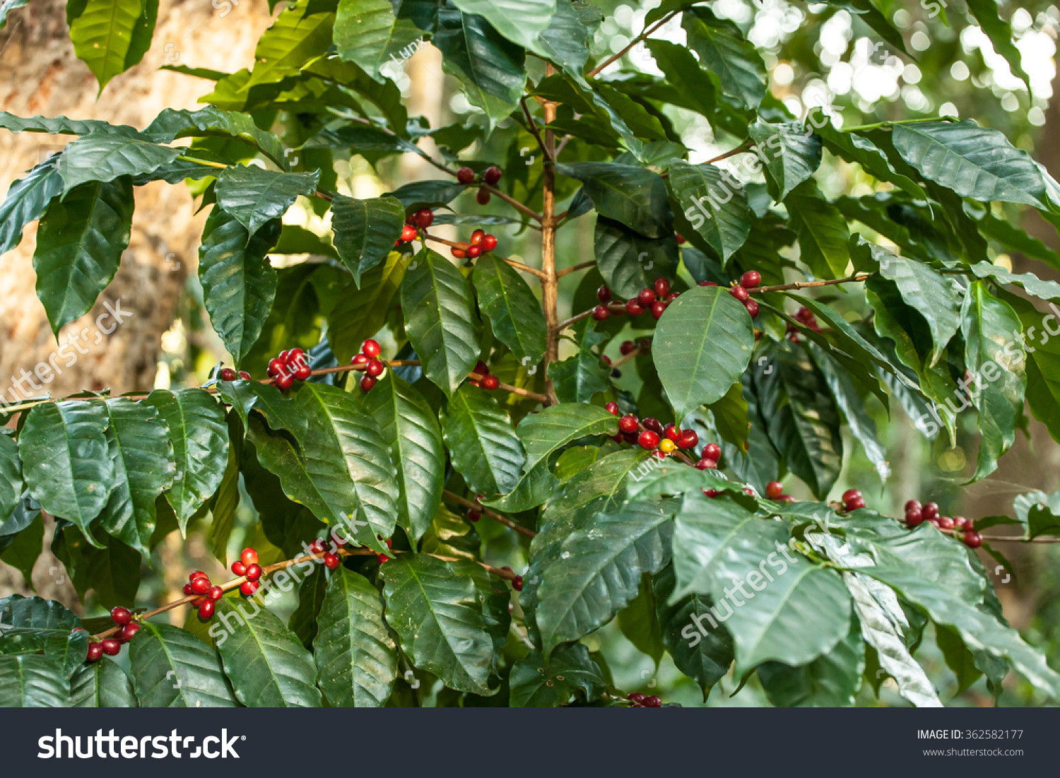 Coffee Tree Stock Photo 362582177 - Shutterstock