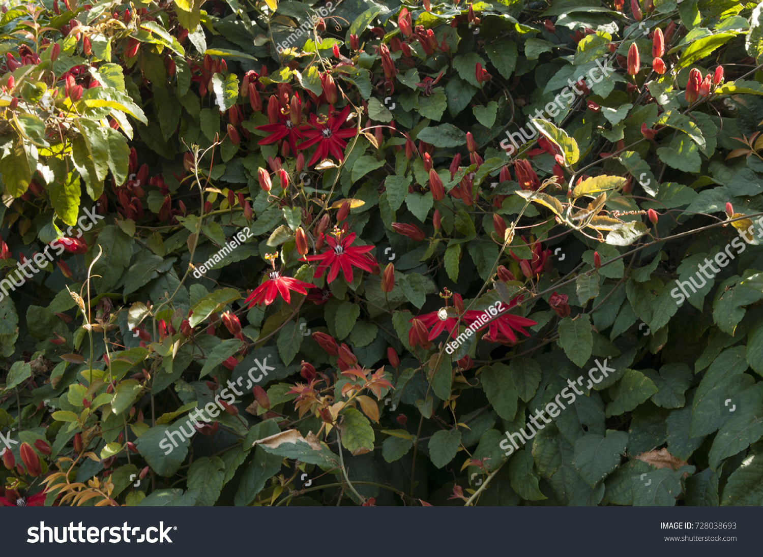 Coffs Harbour Australiascarlet Red Passion Flower Stock Photo