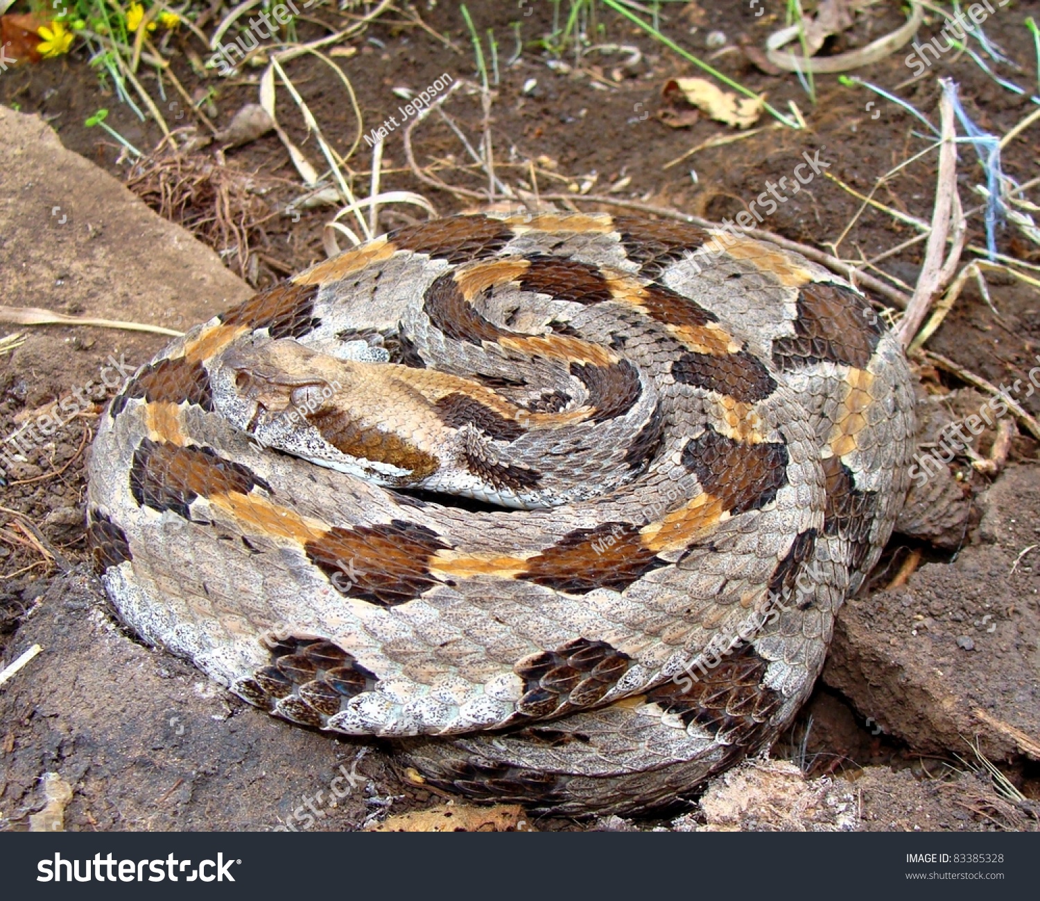 Coiled Timber Rattlesnake Crotalus Horridus Stock Photo 83385328 