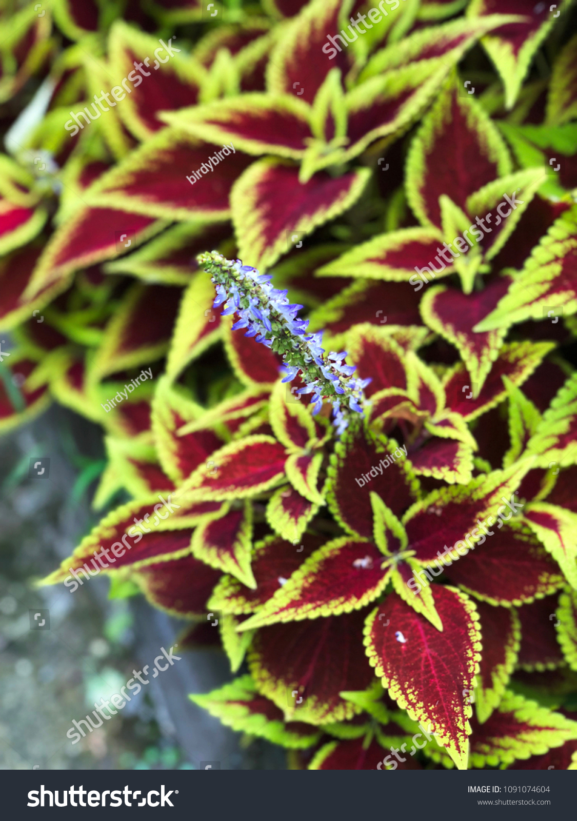 Coleus Blumei Plant Texture Leaves Closeup Nature Stock Image 1091074604