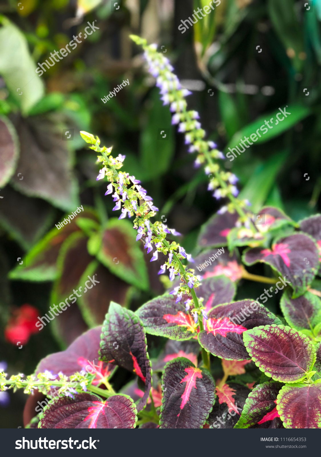 Coleus Blumei Plant Texture Leaves Closeup Nature Stock Image 1116654353