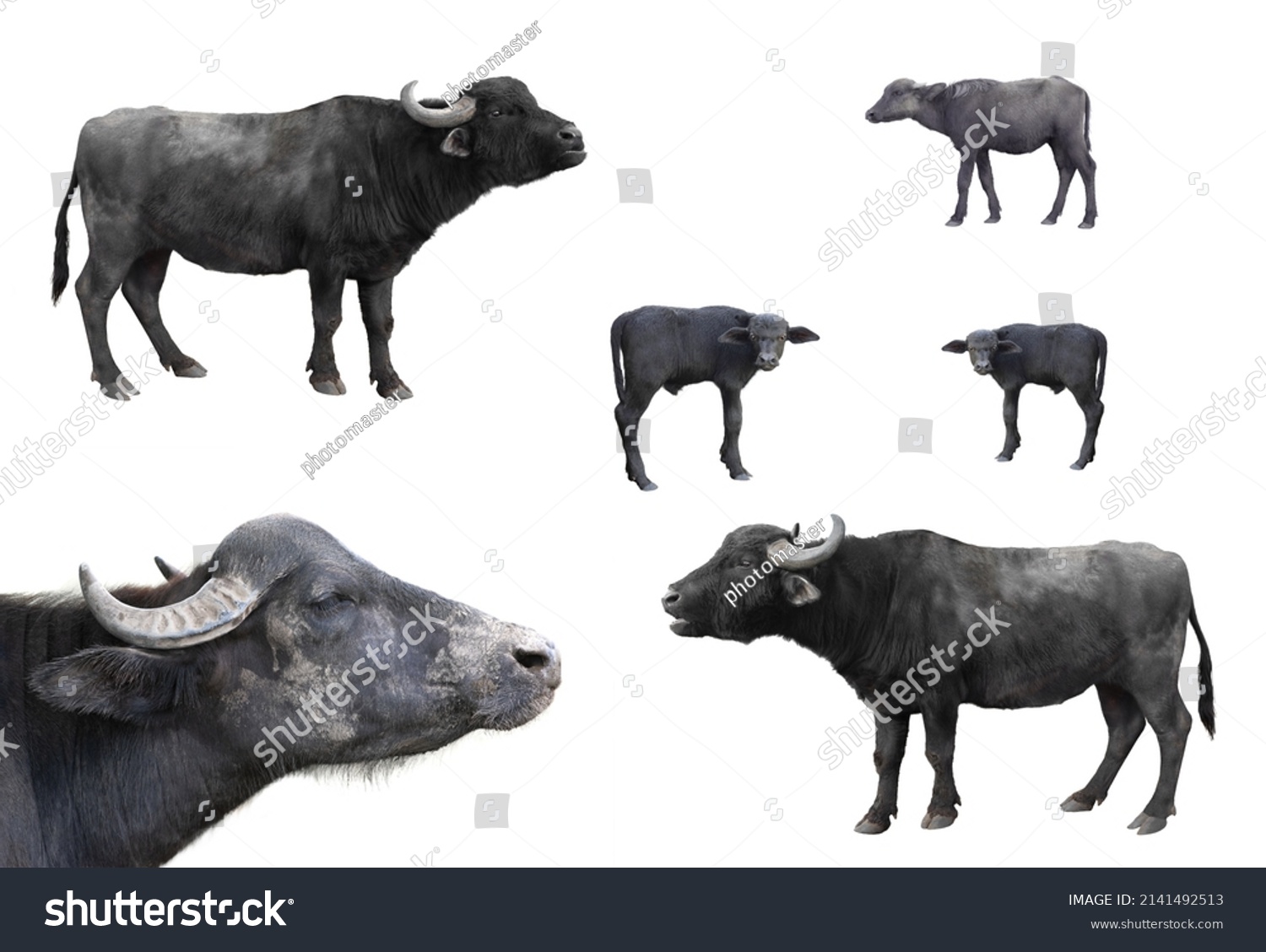 File:African buffalo Syncerus caffer retouched.jpg - Wikipedia
