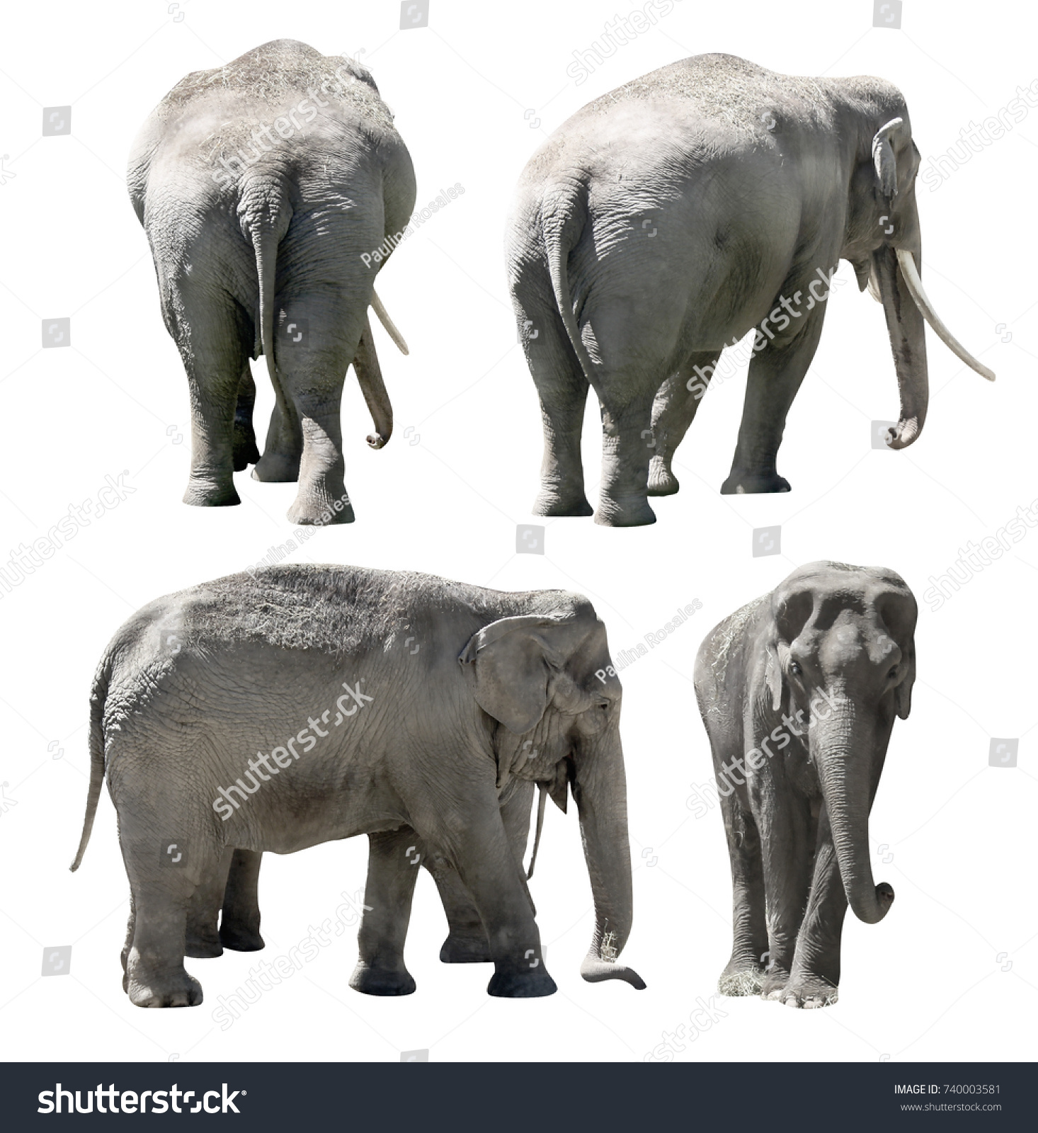 Collage Elephant Isolated White Background Stock Photo (Edit Now) 740003581