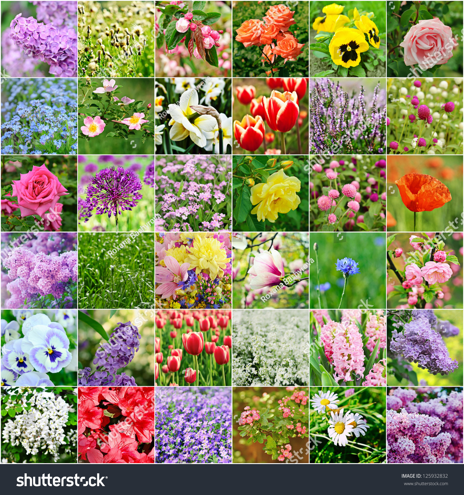 Collage Many Images Different Colorful Flowers Stock Photo 125932832 ...