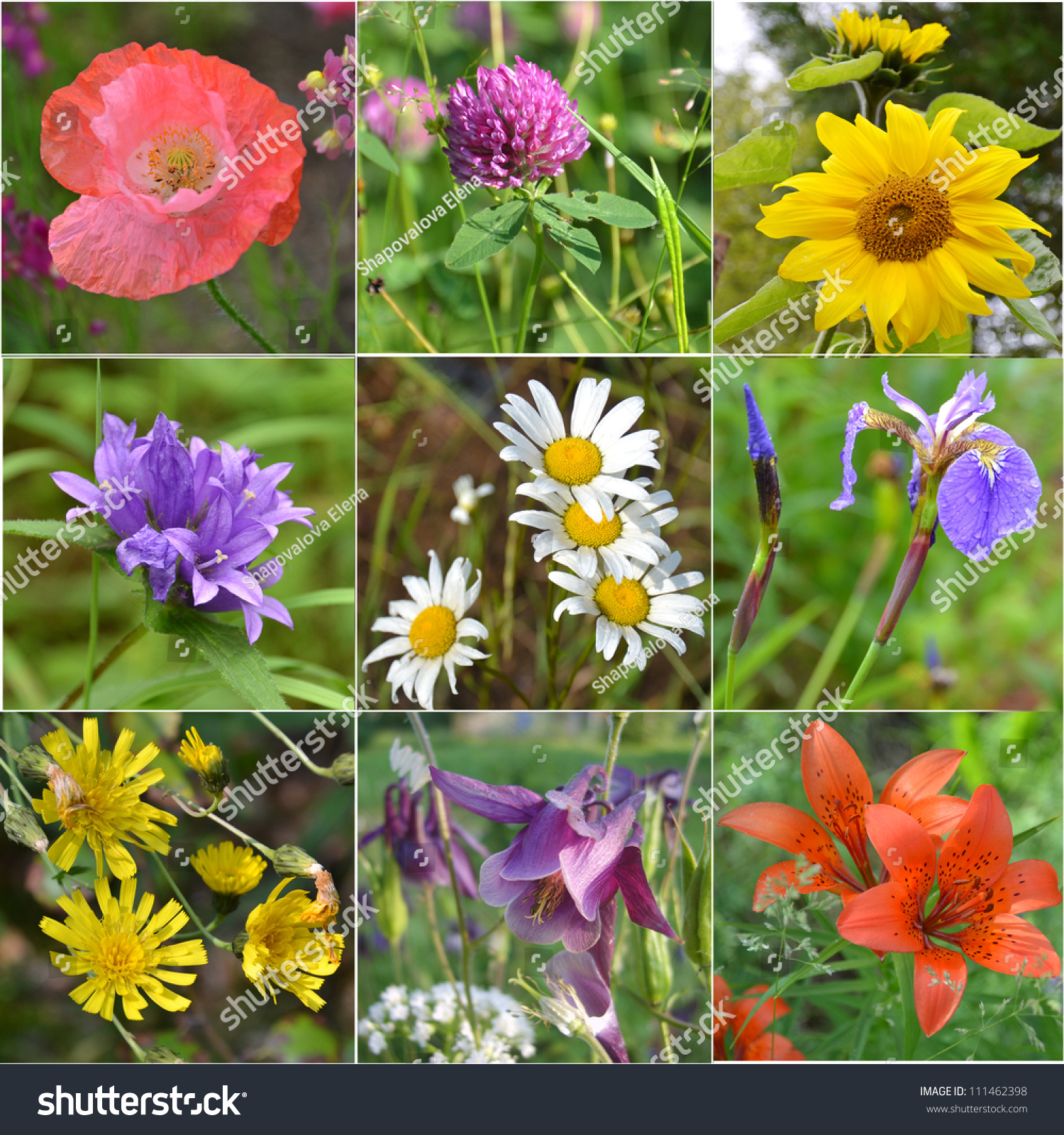 Collage Full Of Wild Flowers. Sunflower, Iris, Clover, Camomile ...