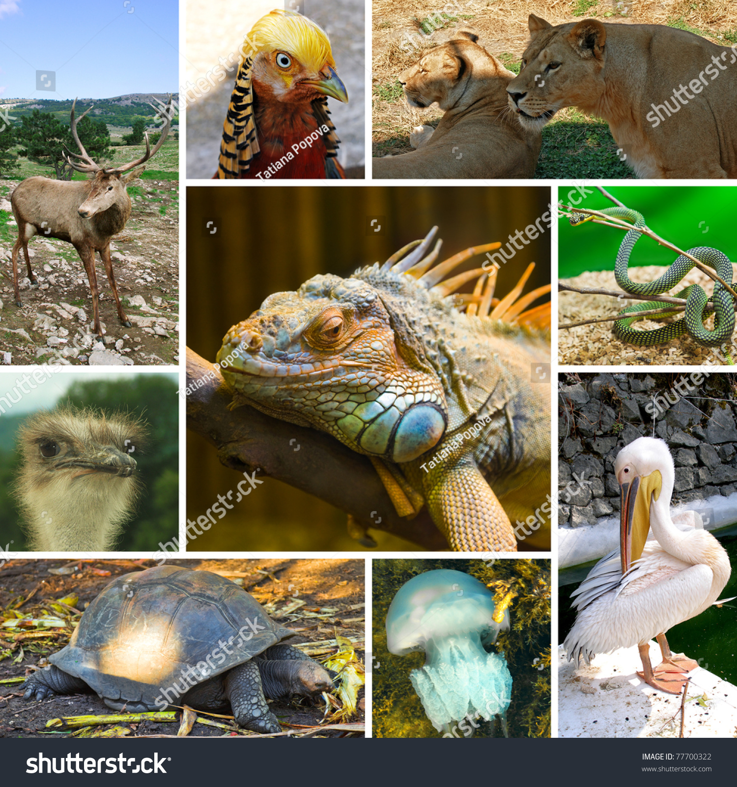 Collage Animals Images Nature Background My Stock Photo 77700322