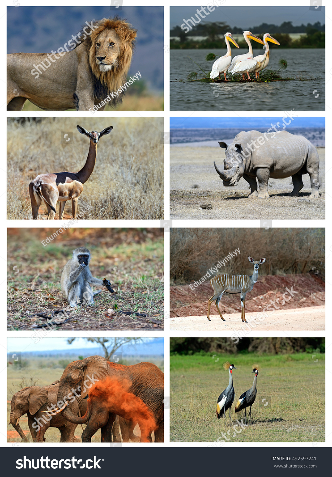 Collage Animals African Savannah Kenya Stock Photo 492597241 | Shutterstock