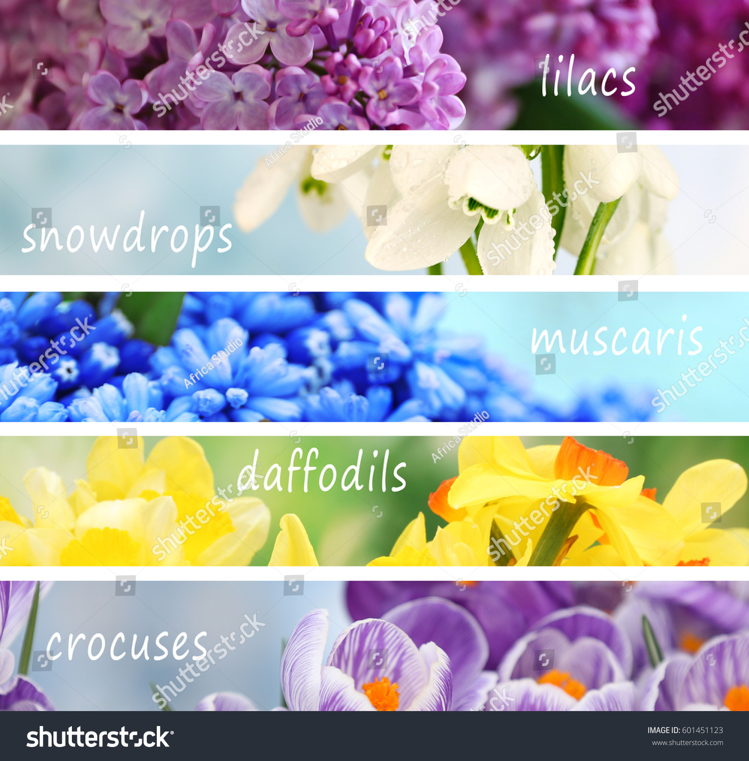 Collage Beautiful Flowers Names Nature Stock Image 601451123,Types Of Window Coverings For Sliding Glass Doors