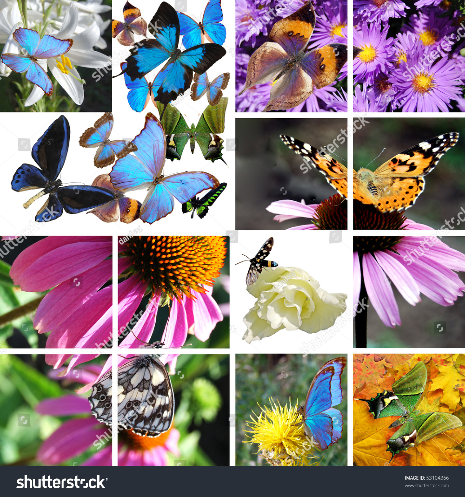 Collage Of Butterflies Of Miscellaneous Of Colour On Flower Stock Photo ...