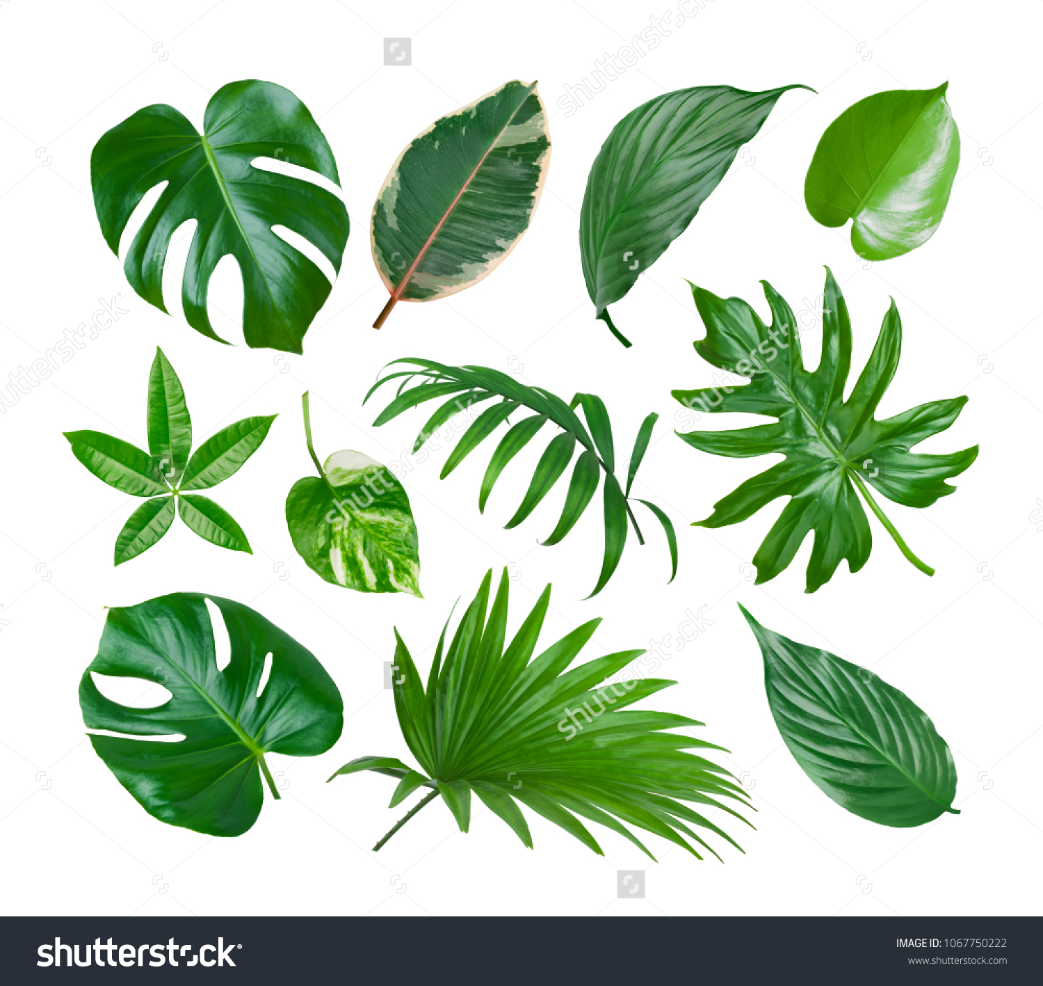 Collage Exotic Plant Green Leaves Isolated Stock Photo (Edit Now ...