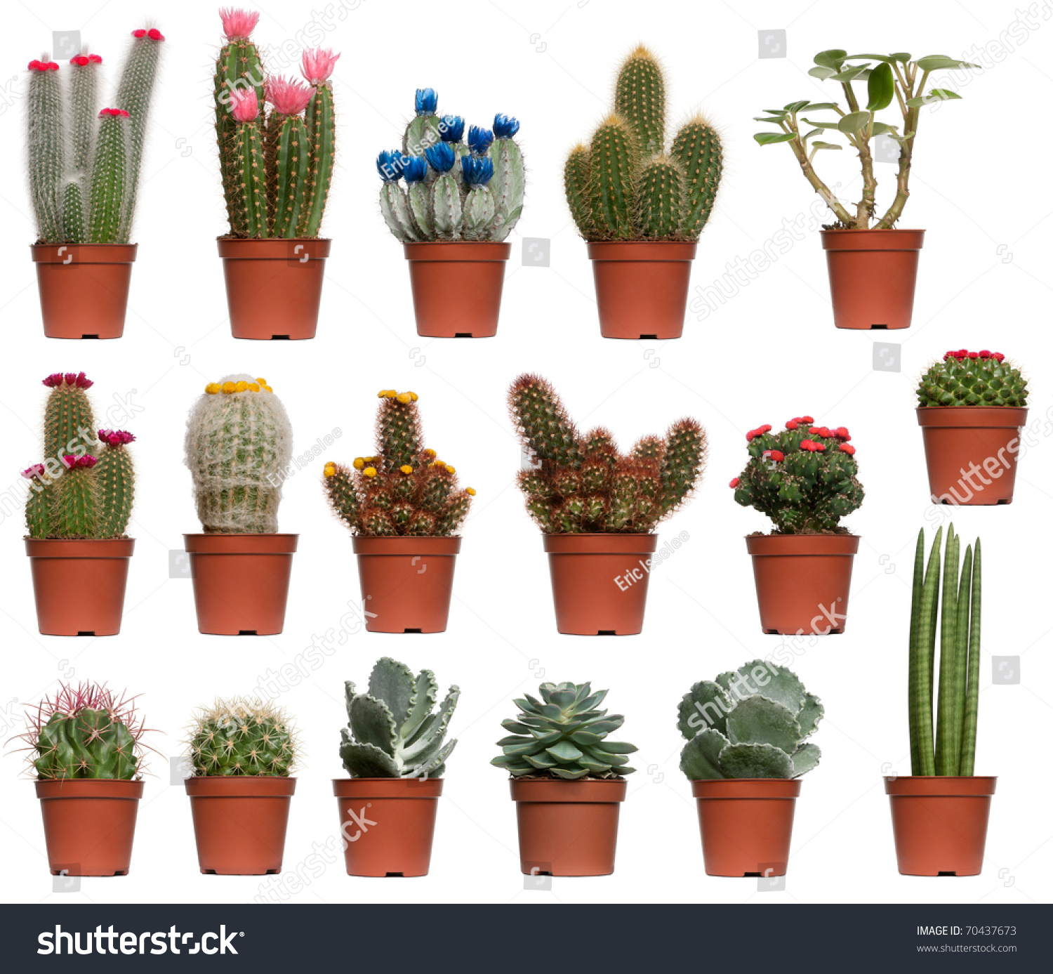 Collage Of Various Cactus In Front Of White Background Stock Photo ...