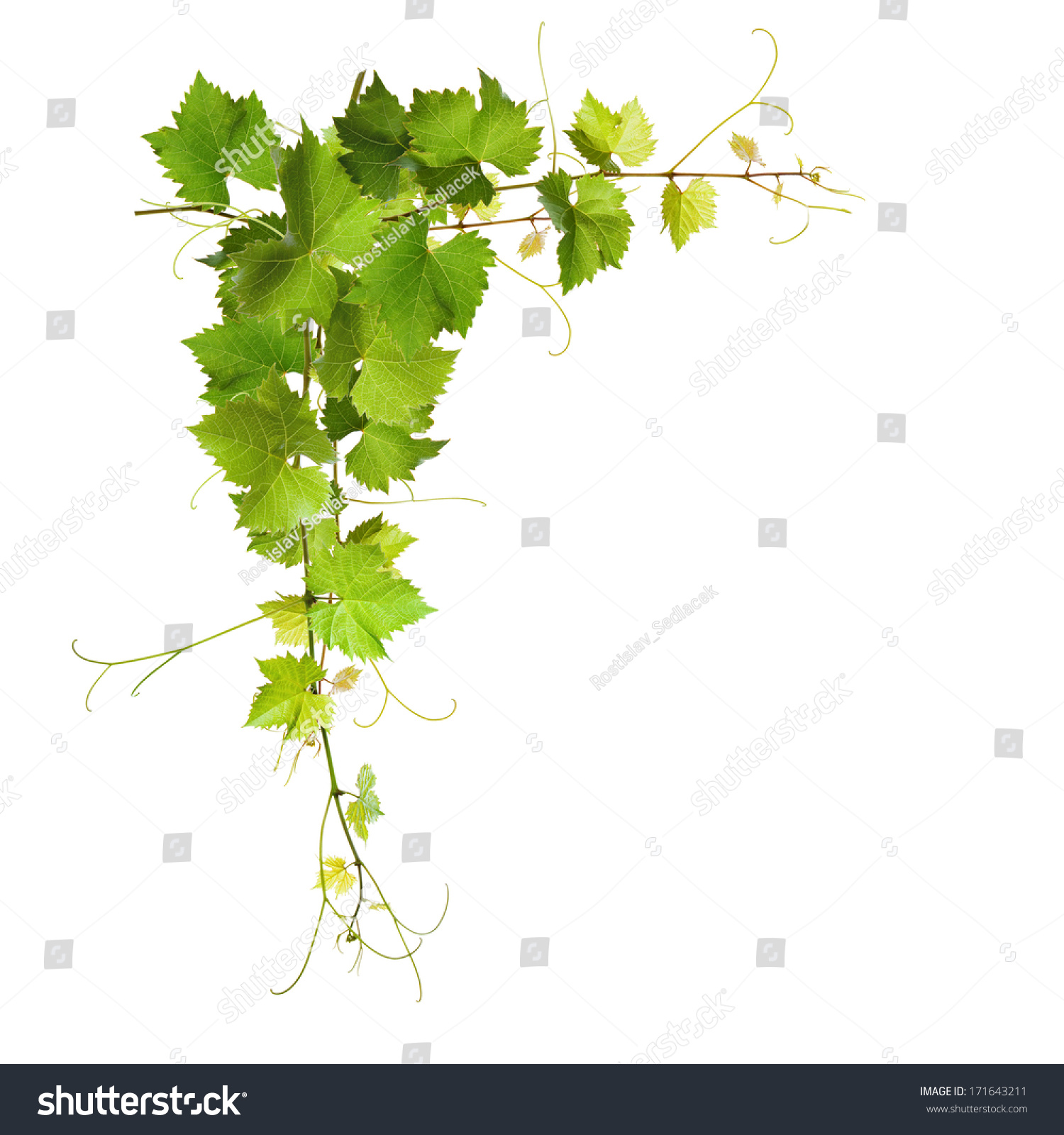 Collage Of Vine Leaves On White Background Stock Photo 171643211 ...