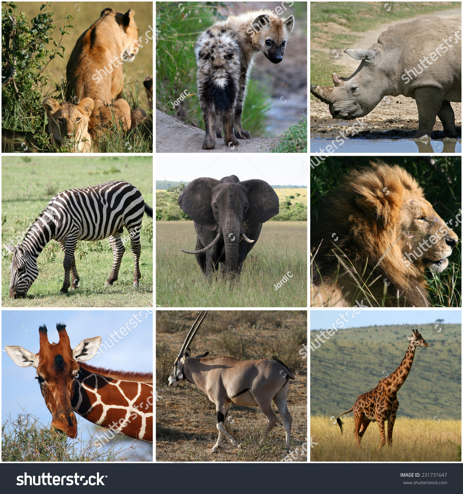 Collage Wild Animals Africa Stock Photo 231731647 - Shutterstock