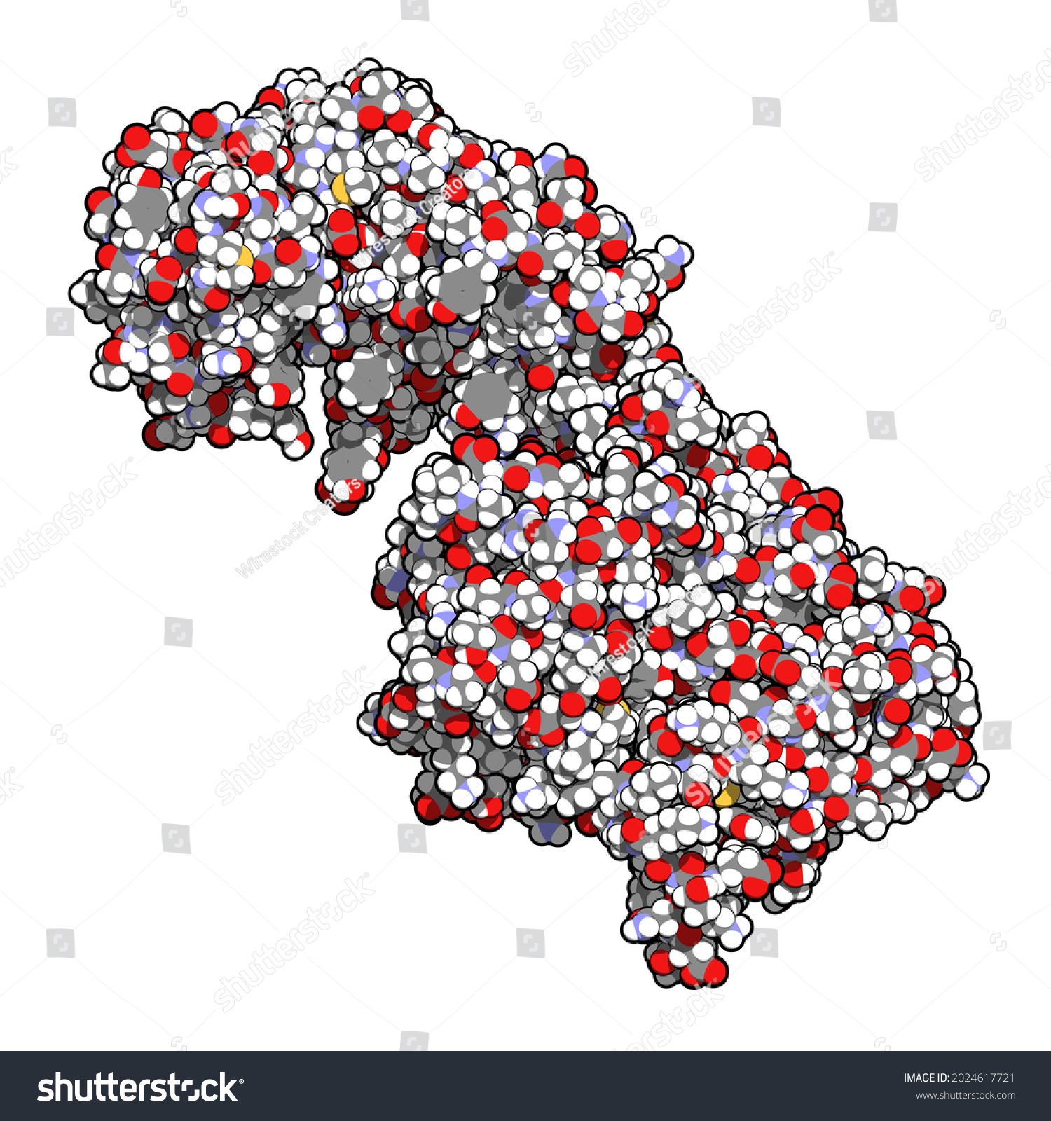 Collagenase Clostridium Histolyticum Protein Bacterial Enzyme Stock ...