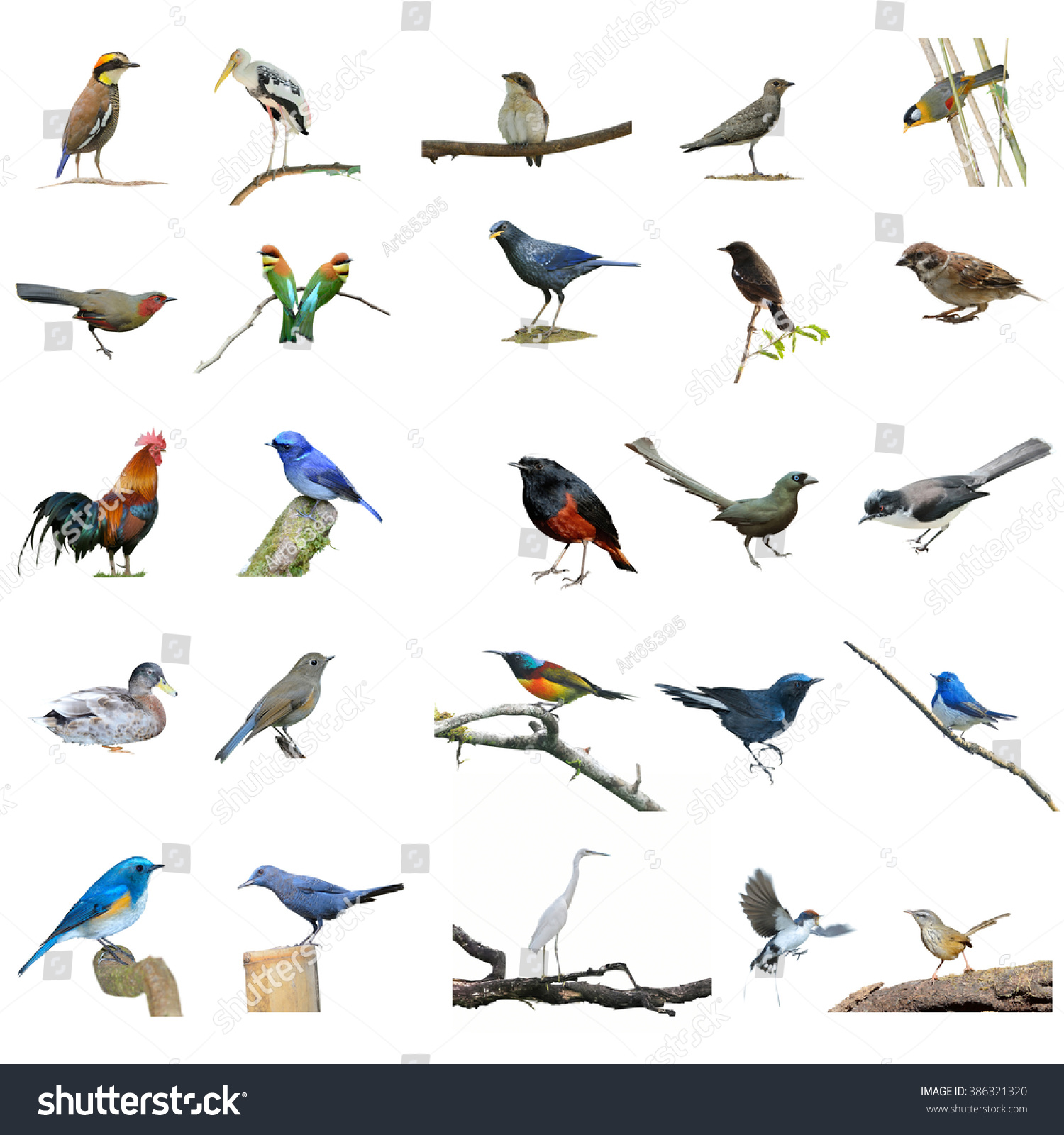 Collection Birds Set Stock Photo 386321320 : Shutterstock