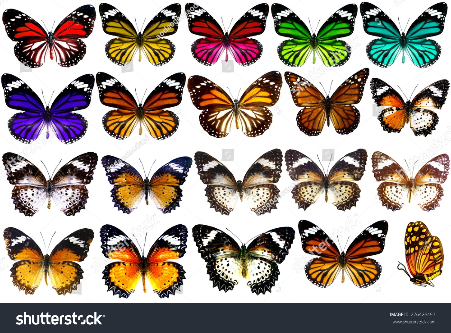 Collection Beautiful Tropical Butterfly Isolated On Stock Photo ...