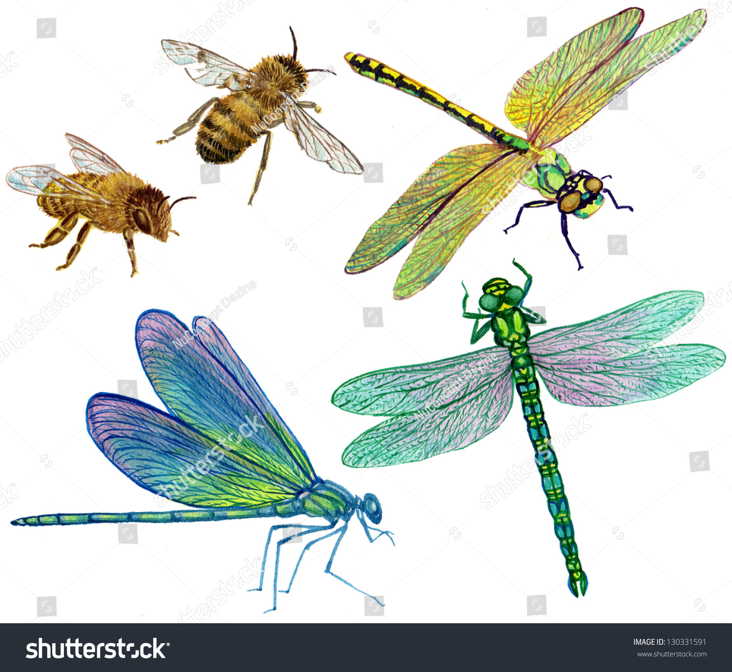 Bees and Dragonfly signs