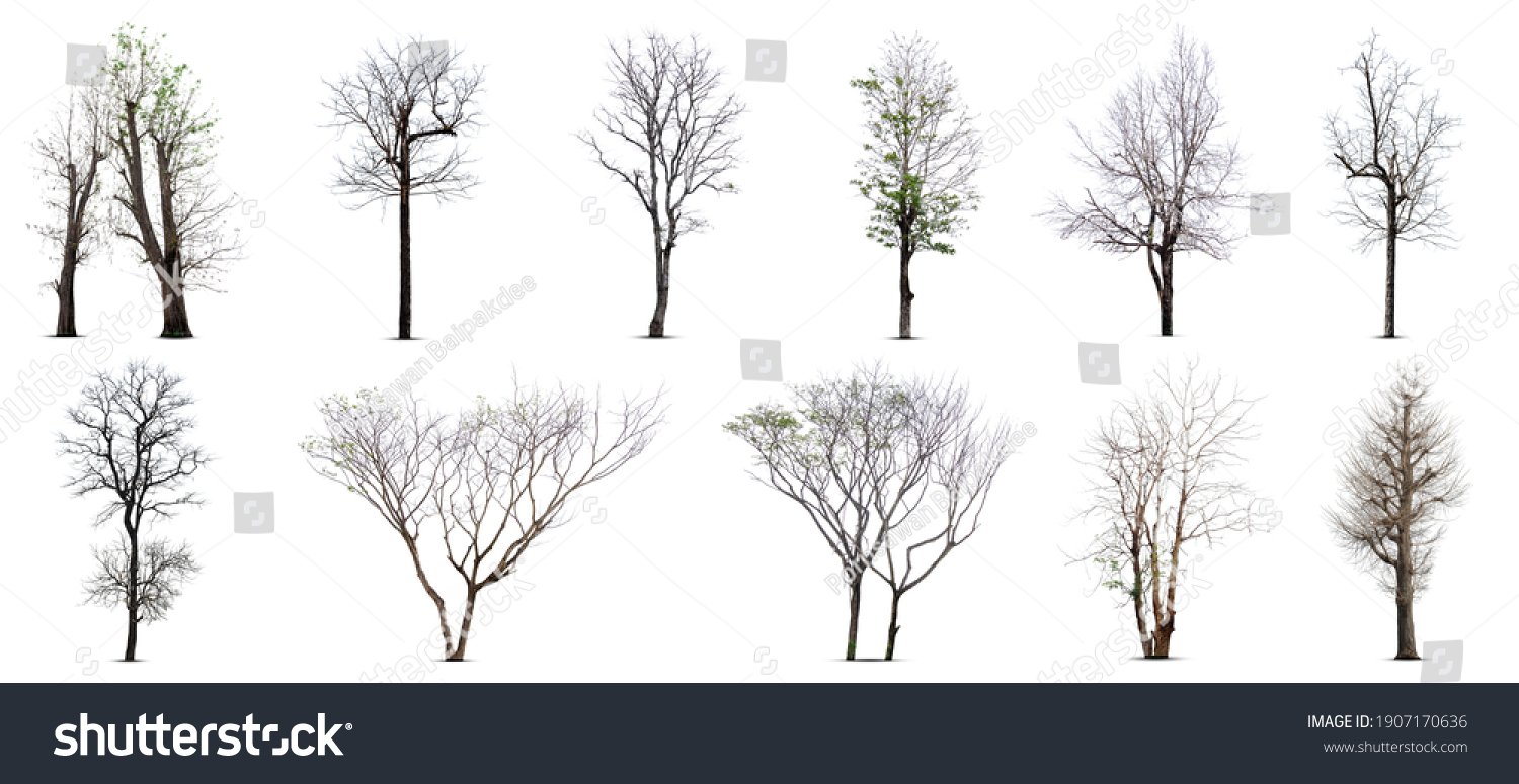 1,435,552 Dries tree Images, Stock Photos & Vectors | Shutterstock