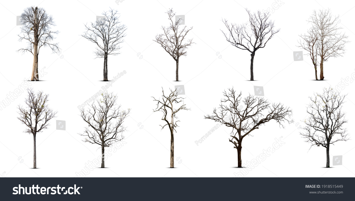 1,012,924 Trees silhouette Stock Photos, Images & Photography ...