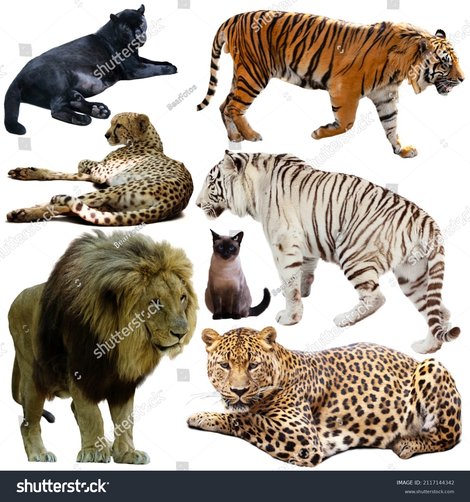 28,147 Felidae Stock Photos, Images & Photography | Shutterstock