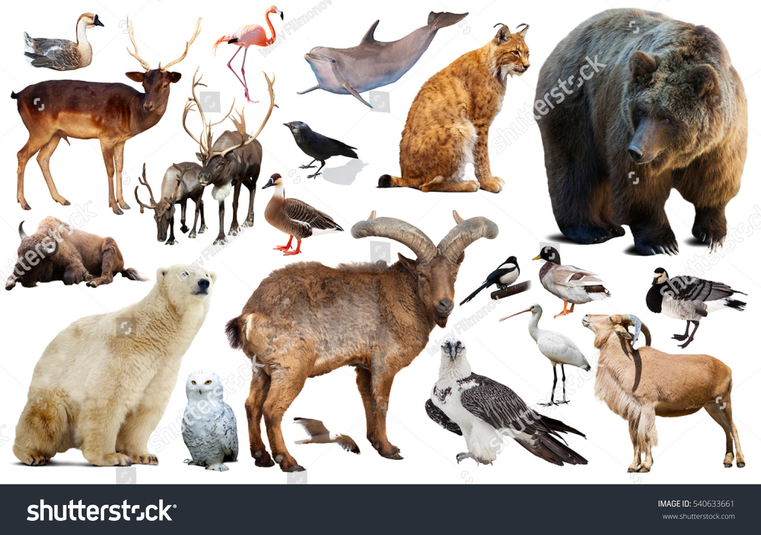 Collection Different Birds Mammals Europe Isolated Stock Photo (Edit ...