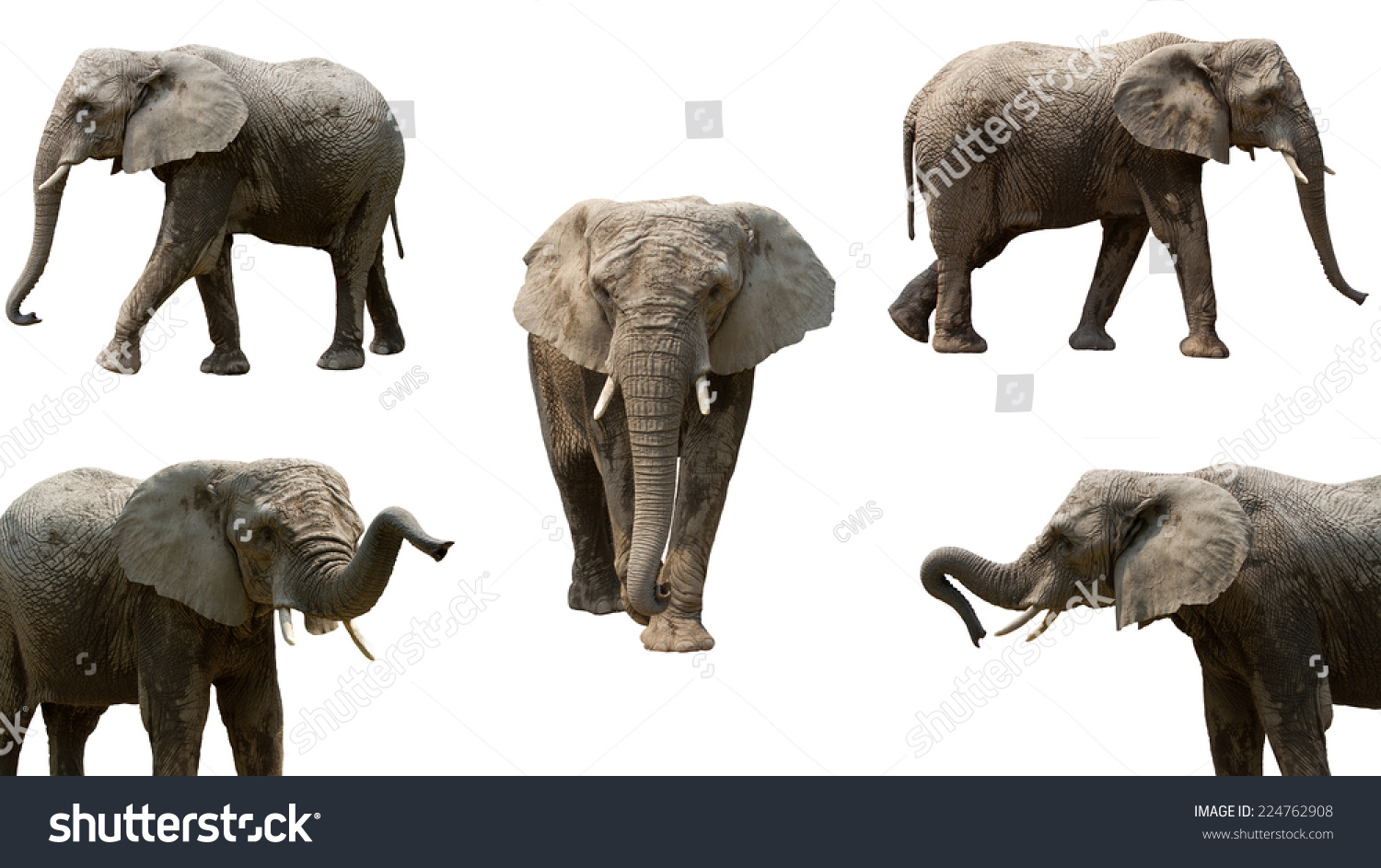 Collection Of Elephants In Different Angles Isolated On White ...