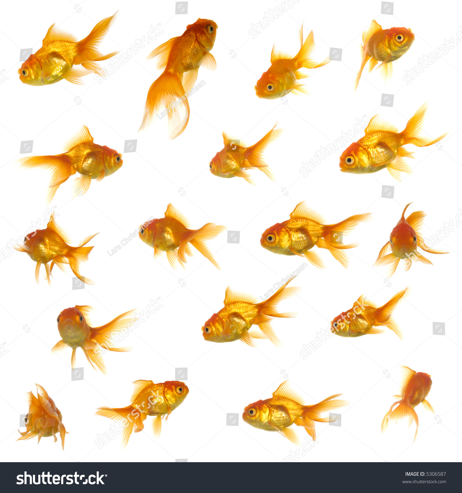 Collection Of Goldfish. High Resolution 5000 X 5000 Pixels. On Clean ...