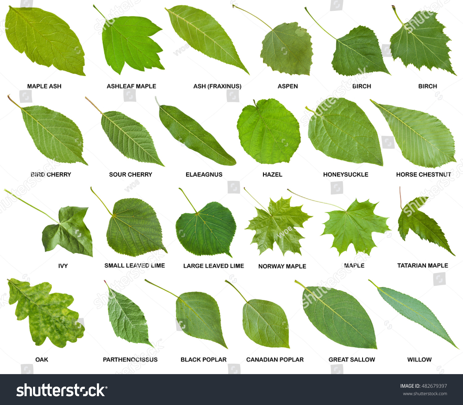 64,416 Tree leaves name Images, Stock Photos & Vectors | Shutterstock