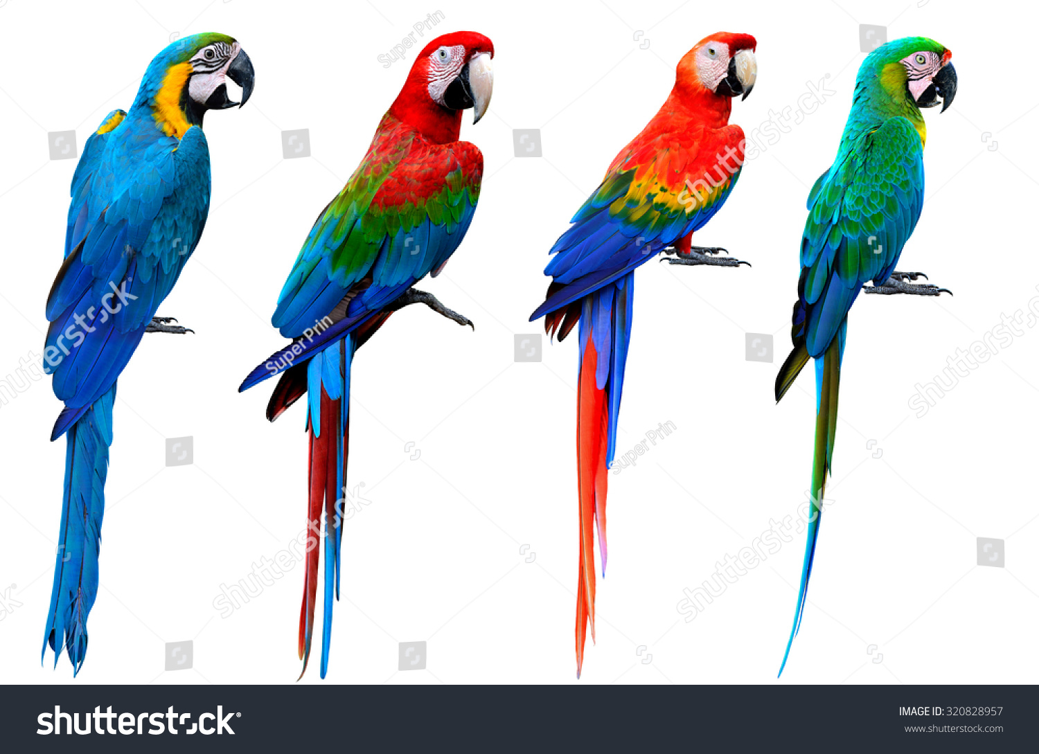 grinende Transportere væske Indsamling af ara fugle, blå og Stock-foto (rediger nu) 320828957