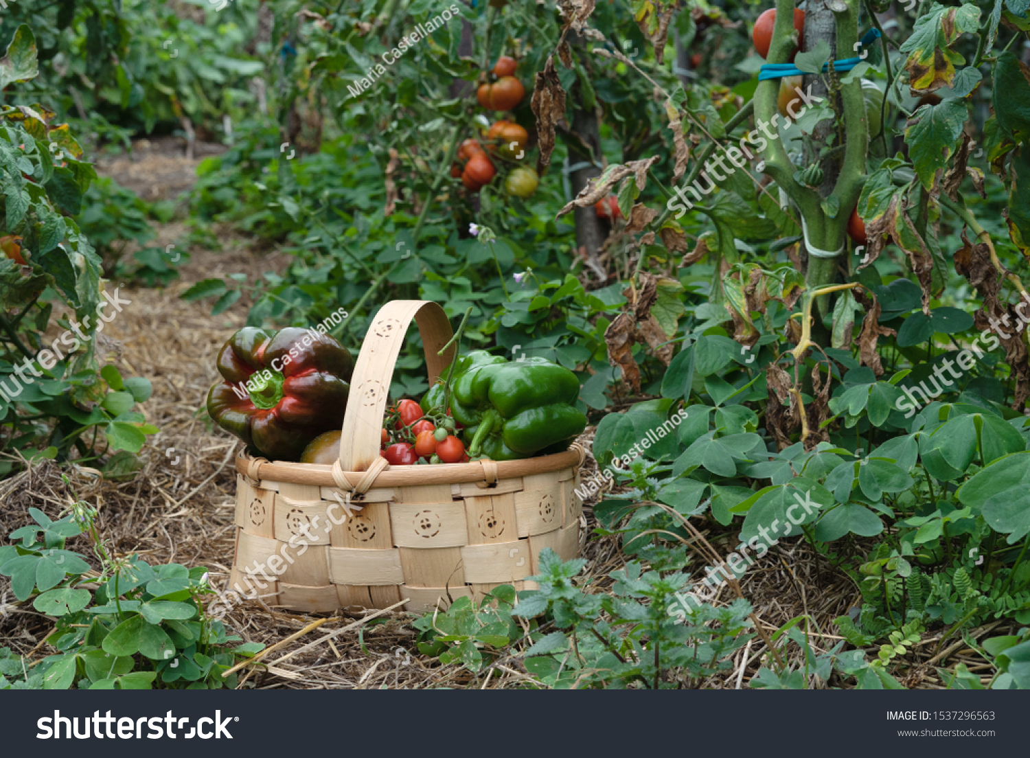 Collection Peppers Garden Wooden Basket Stock Photo Edit Now 1537296563