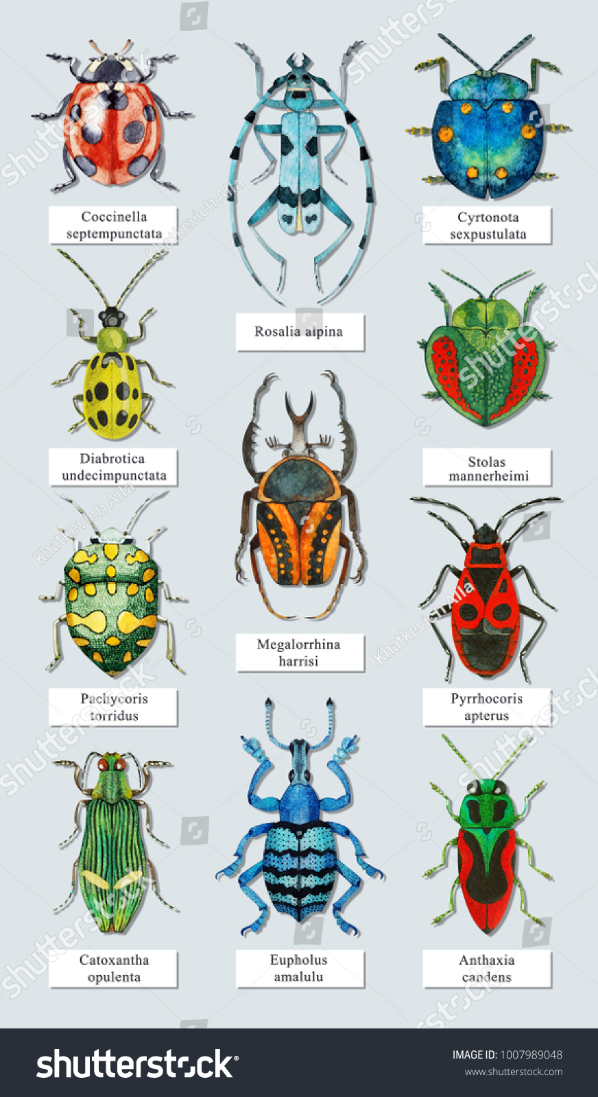 Collection Watercolor Colorful Beetles Latin Names Stock Illustration 1007989048