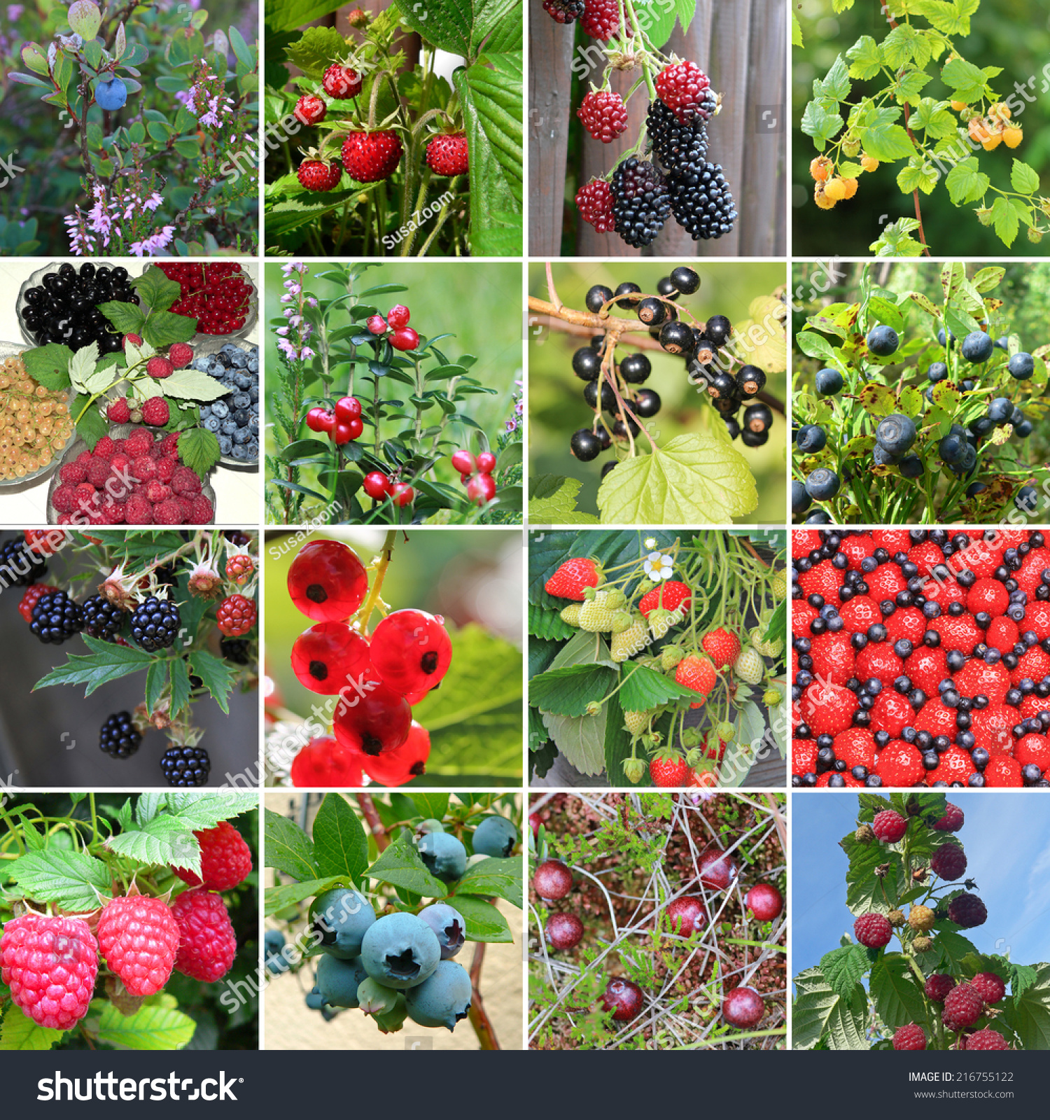 Collection Of Wild Berries - Raspberry, Lingonberry, Blueberry ...