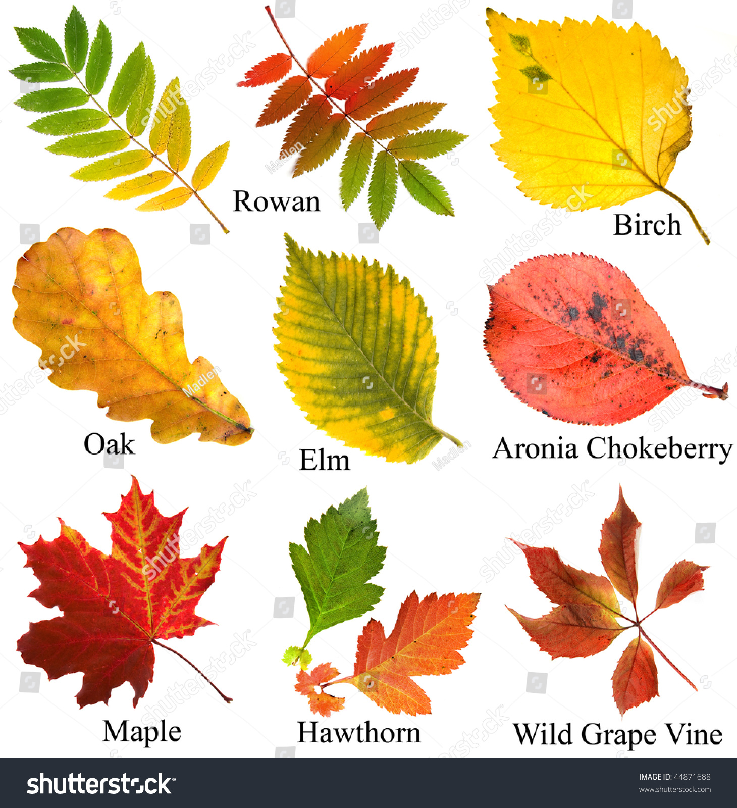 Collection Set Beautiful Colored Autumn Leaves Stock Photo 44871688 ...