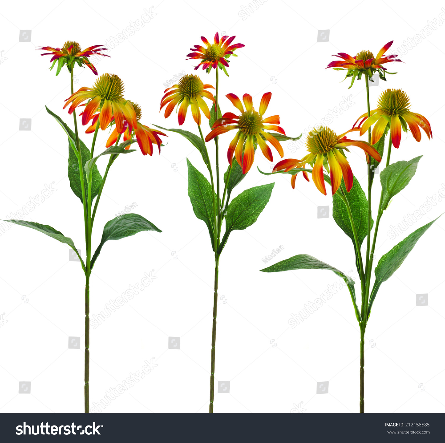 3,456 Echinacea isolated white background Images, Stock Photos ...