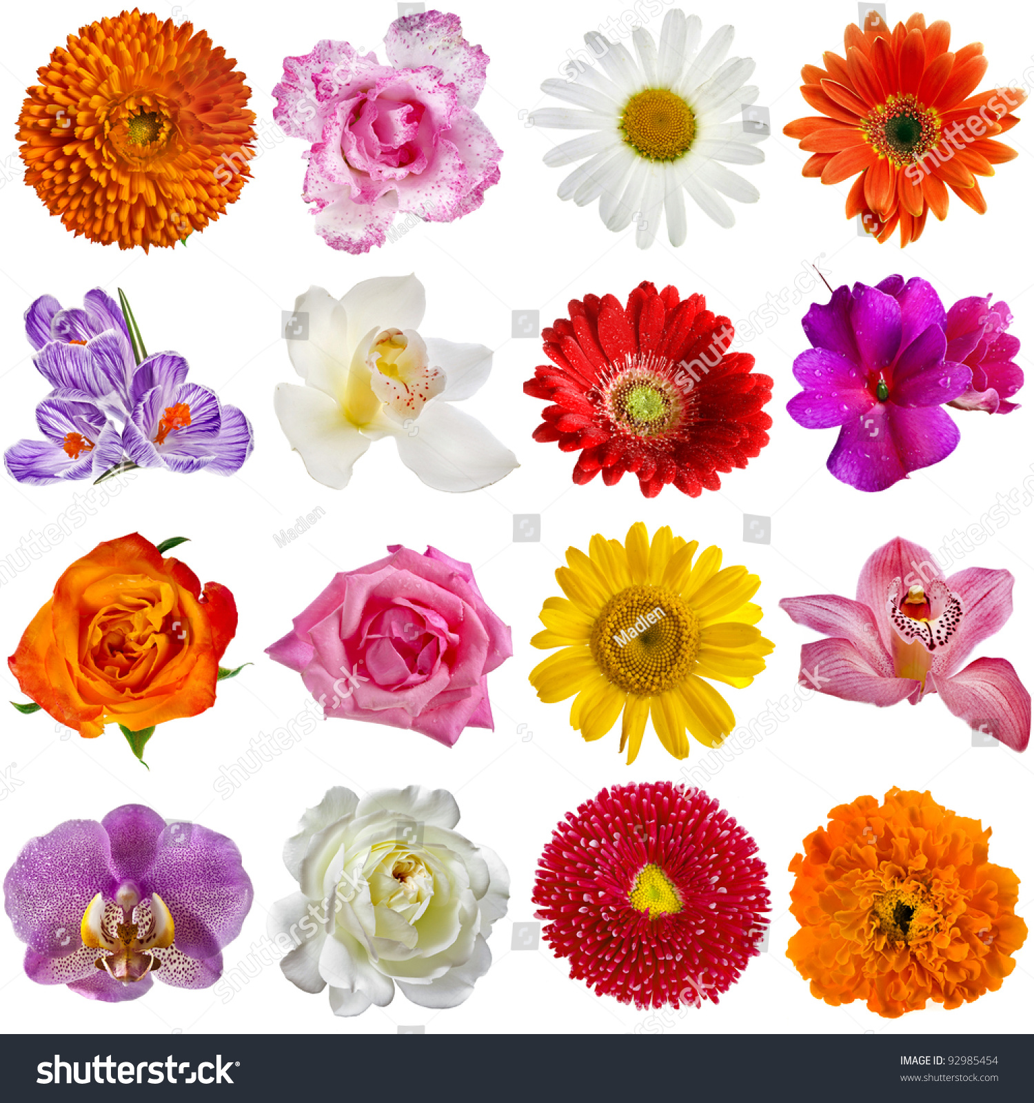 Collection Set Of Flower Heads Isolated On White Background Stock Photo ...