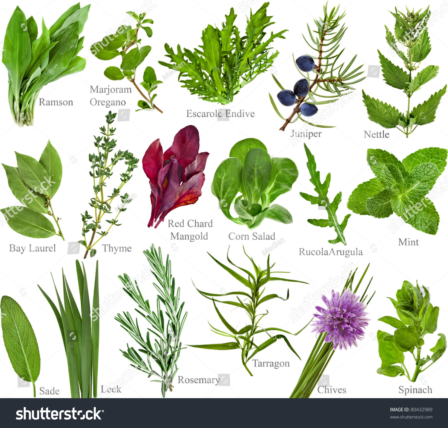 Collection Set Fresh Herb Names Isolated Stock Photo 80432989 ...