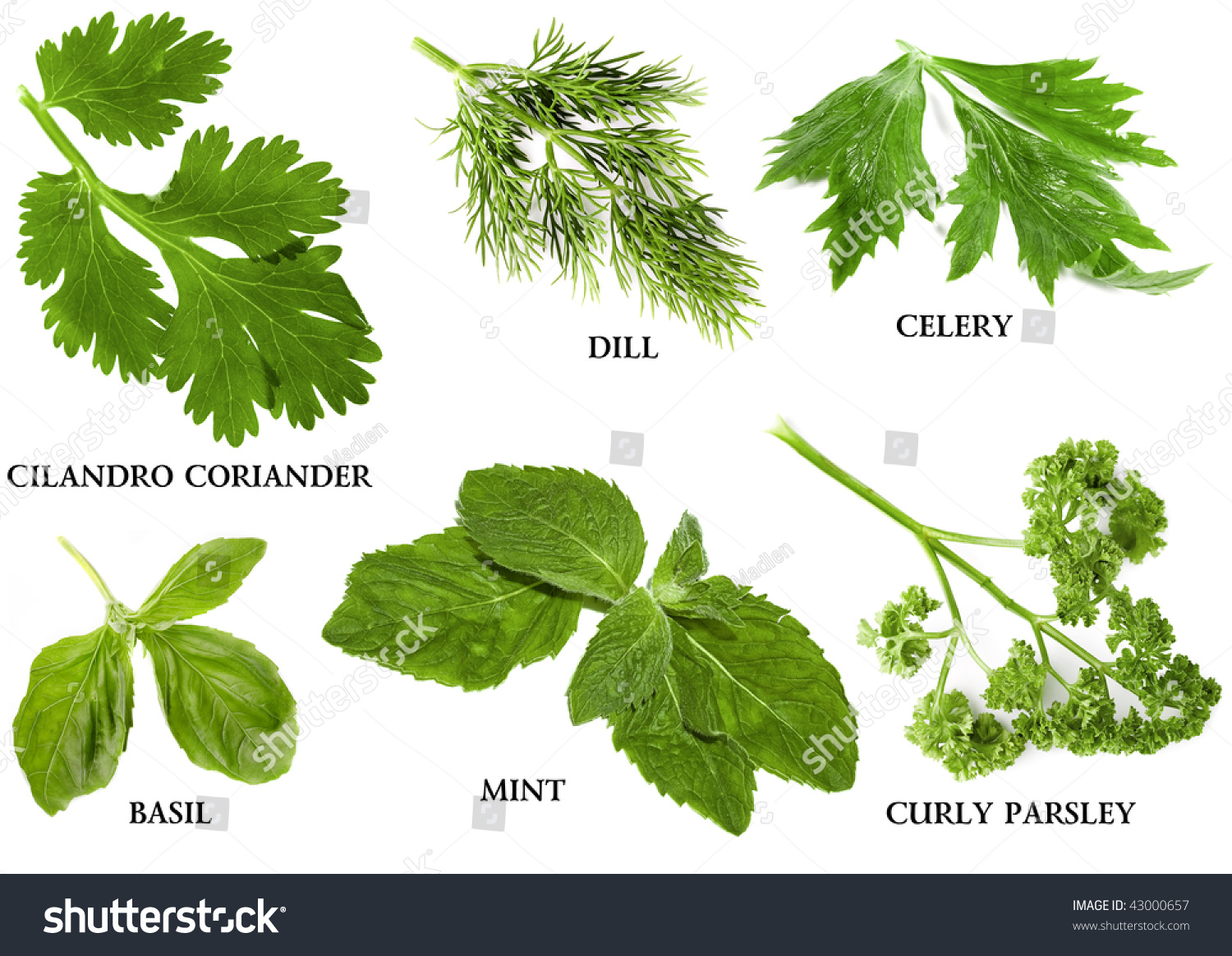 Collection Set Fresh Herbs Names Isolated Stock Photo 43000657 ...